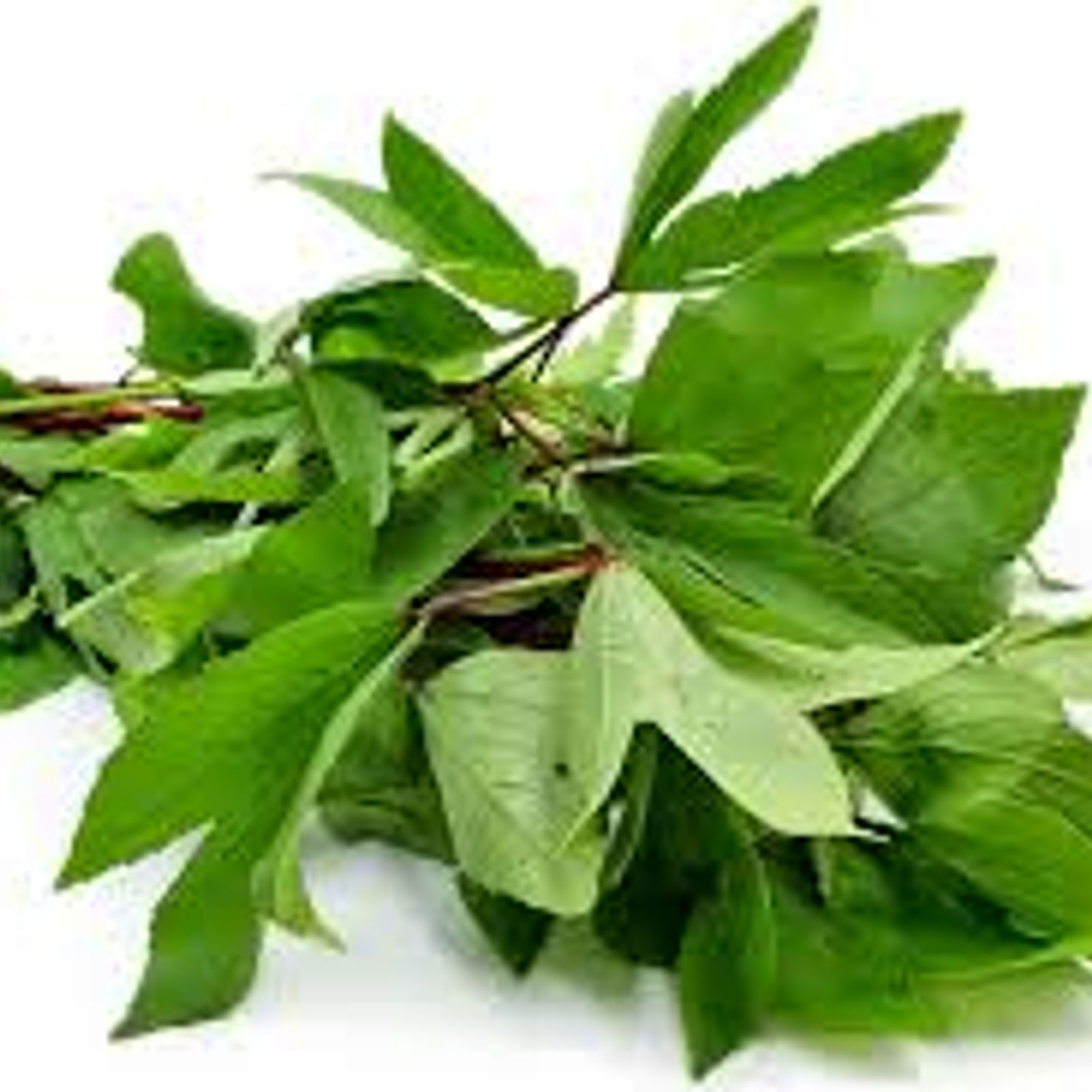Gongura / Sorrel leaves PreOrder Grainia Ltd