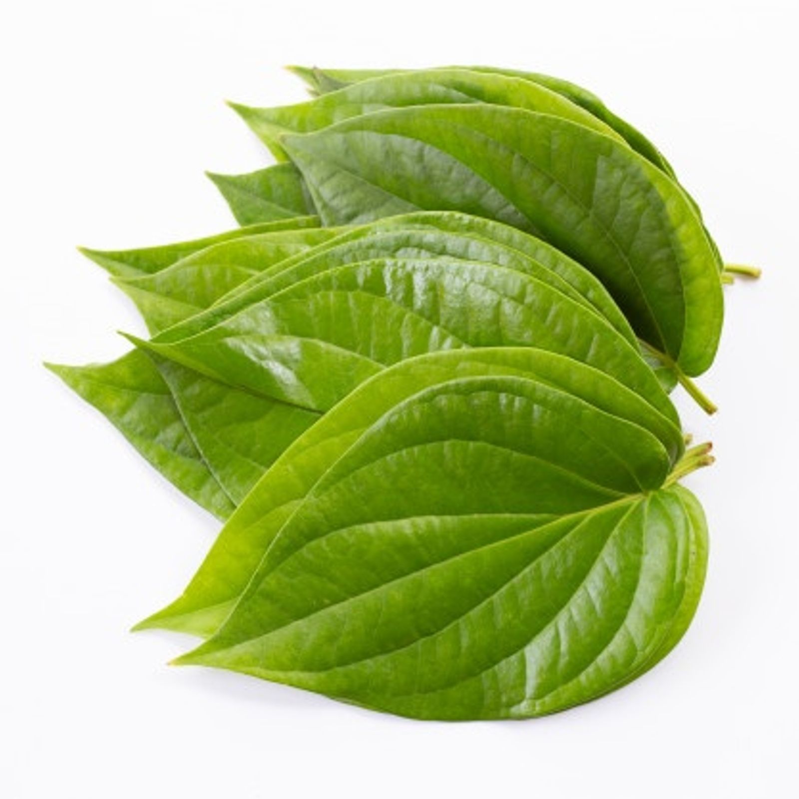 Large Betel / Paan leaves Grainia Ltd