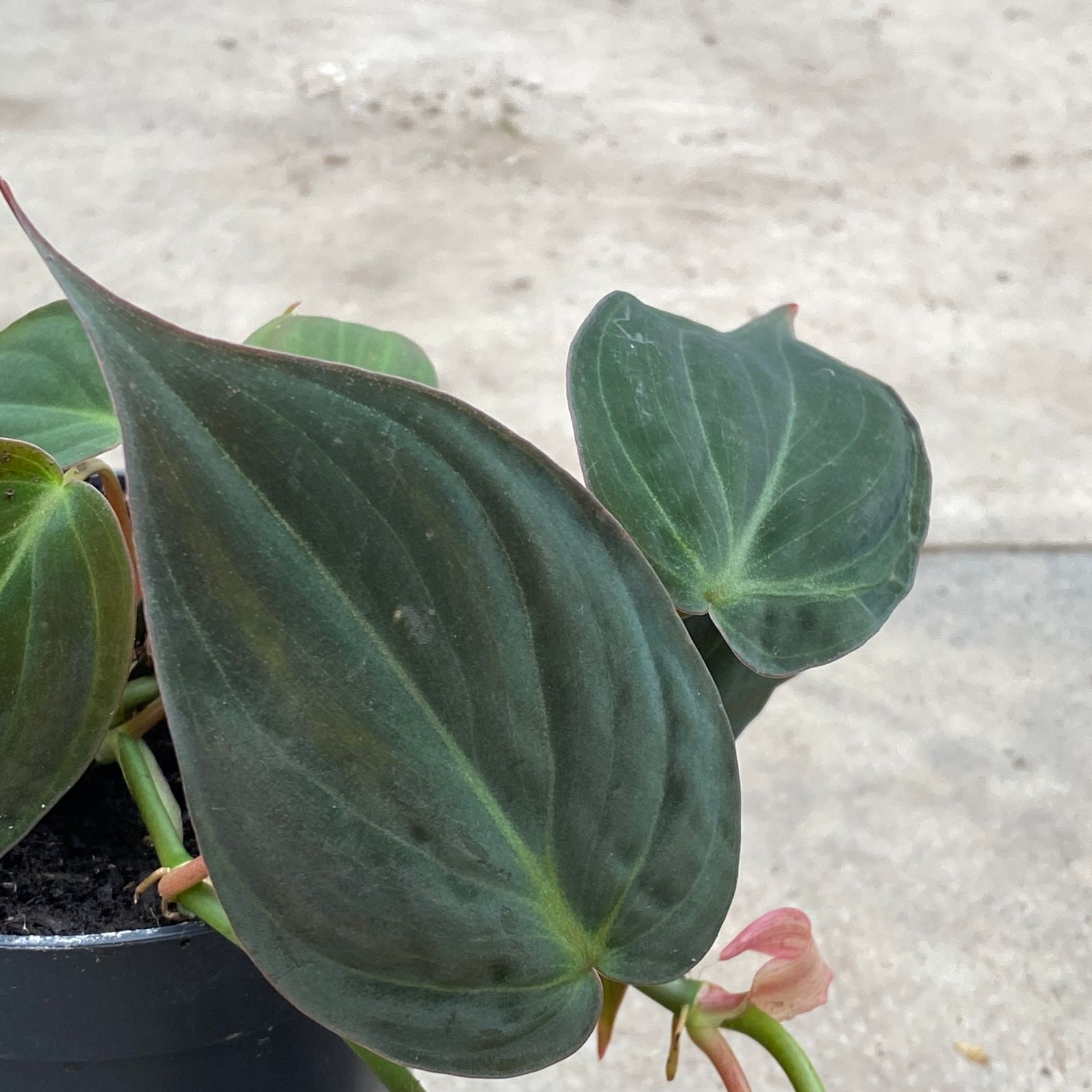 Philodendron scandens �Micans� (Velvet Leaf Philodendron
