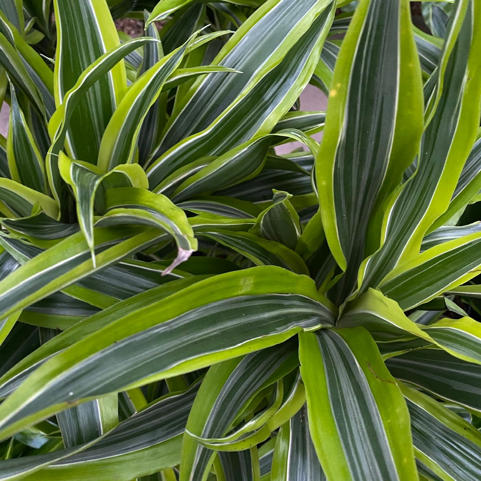 Dracaena fragrans �Lemon &amp; Lime� Dragon Tree Easy Care
