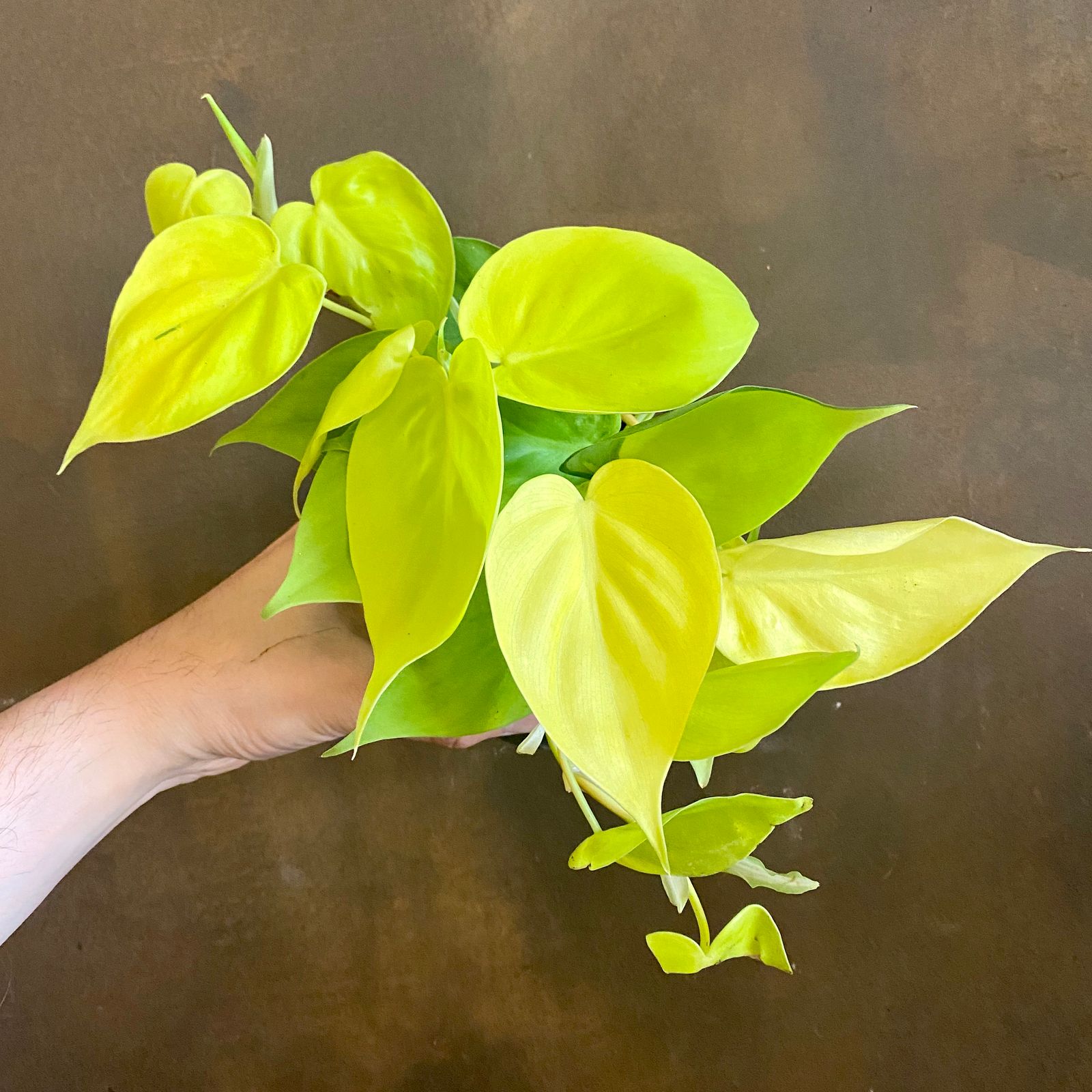 Philodendron ‘Lemon Lime’ grow urban.