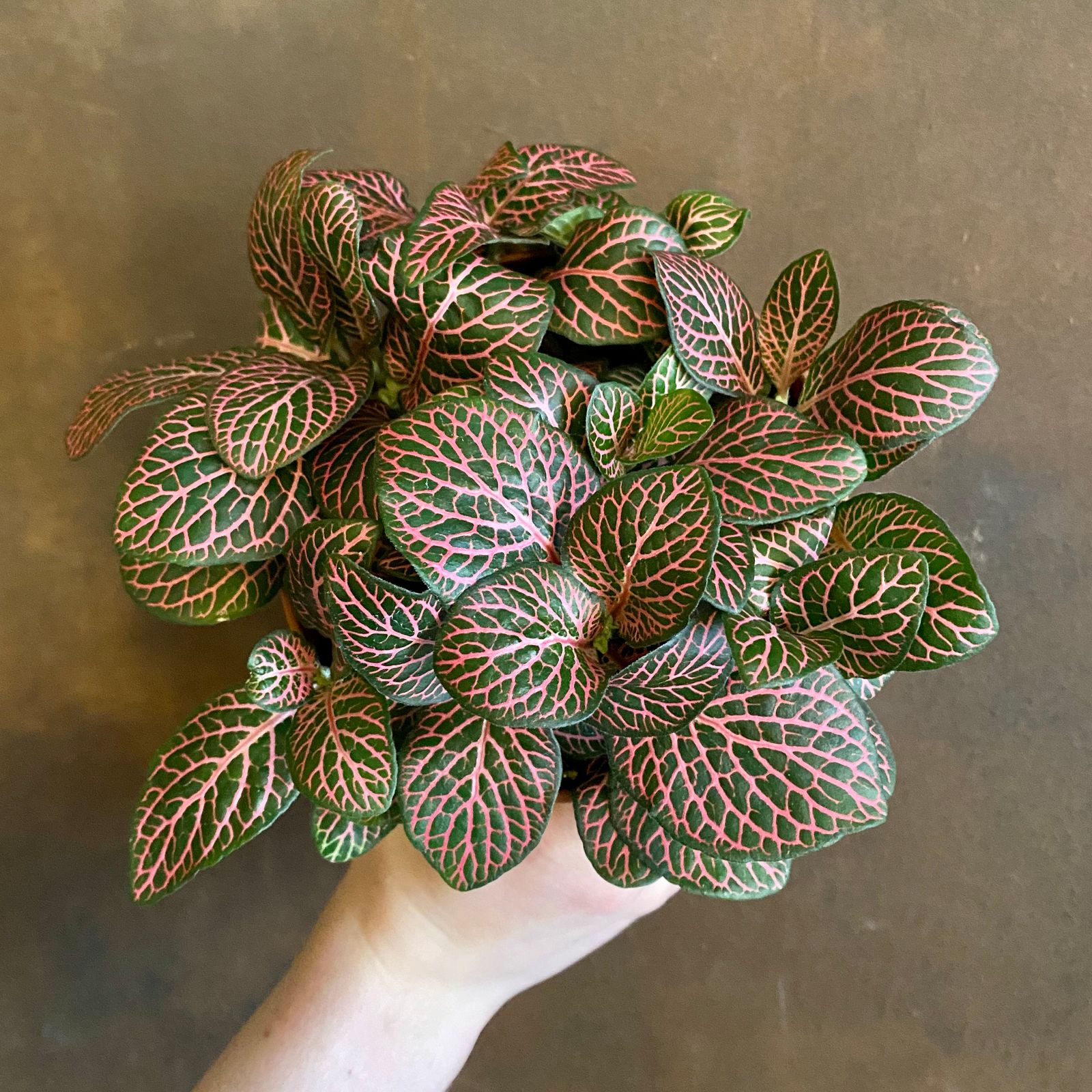 Fittonia ‘Mistral’ - grow urban.