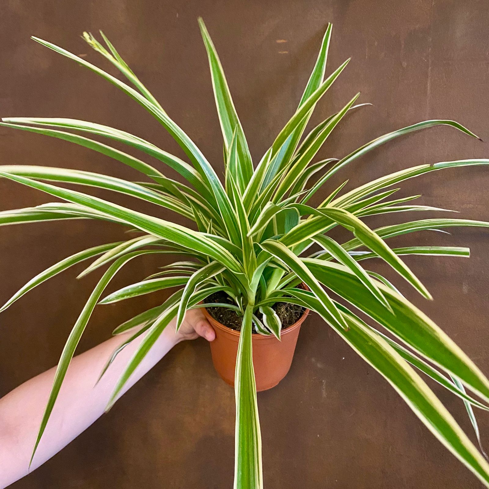 Chlorophytum ‘Ocean’ (14cm pot) - grow urban.