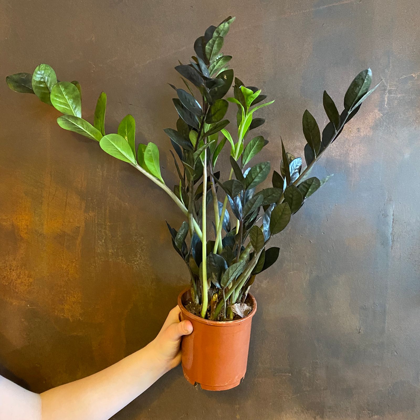 Zamioculcas zamifolia ‘Raven’ grow urban.