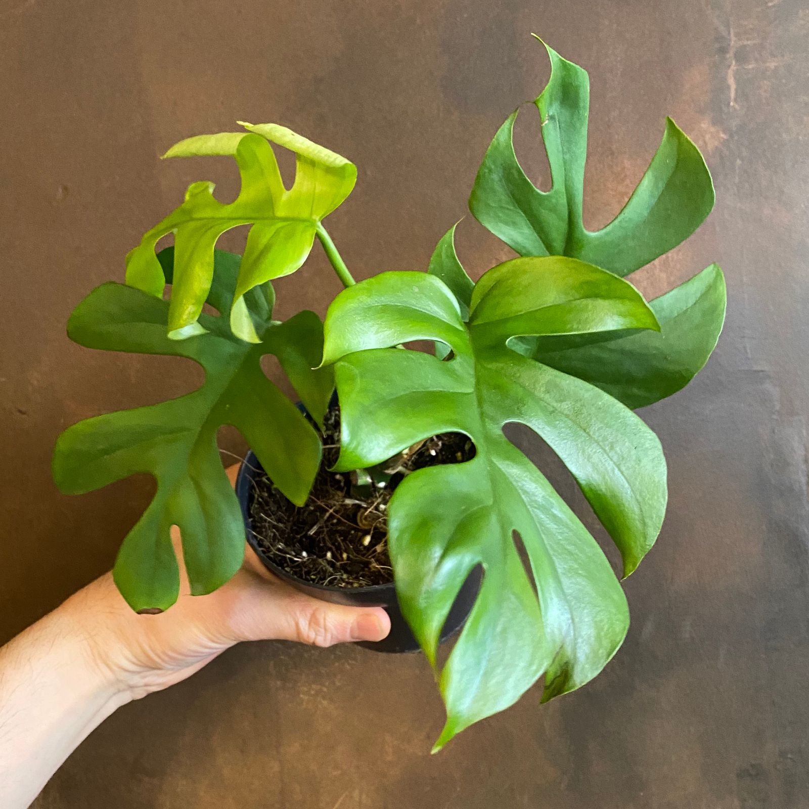 Rhaphidophora tetrasperma grow urban.