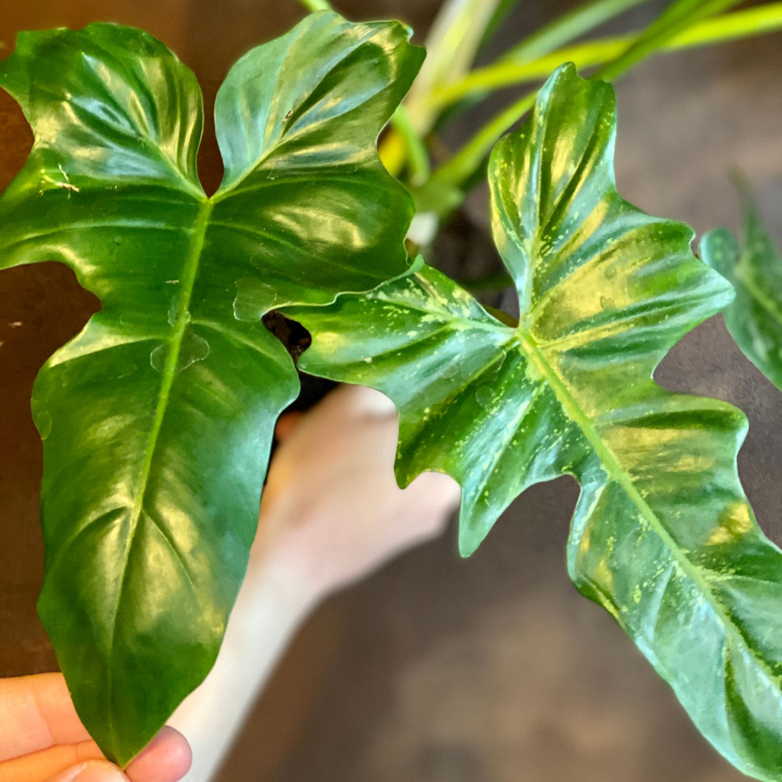 Philodendron ‘Camouflage’ - grow urban.