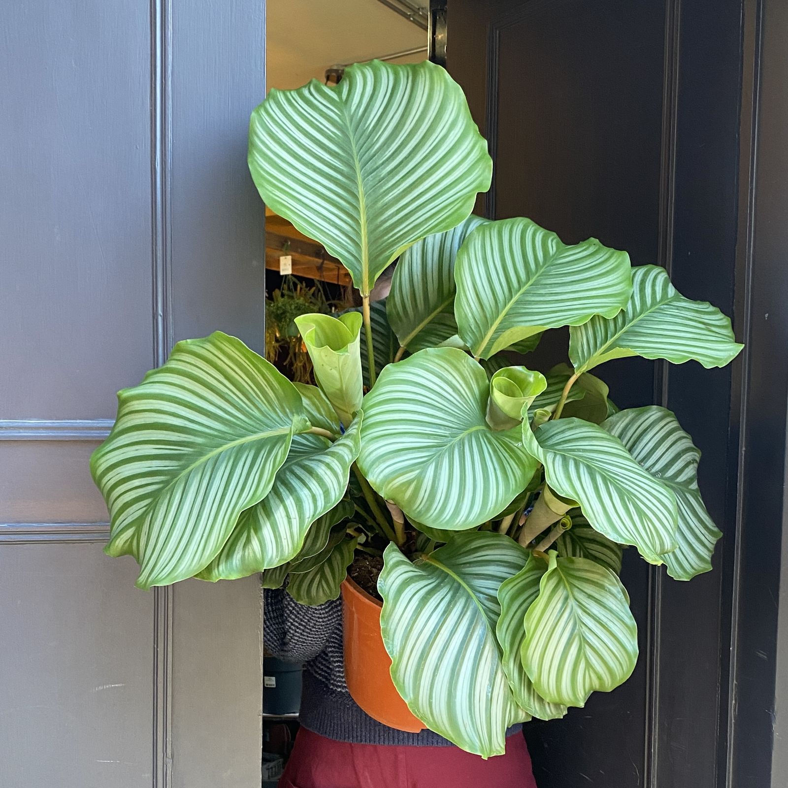 Calathea Orbifolia Moisture Meter At Jerald Hunt Blog Calathea Orbifolia Moisture Meter At Jerald Hunt Blog