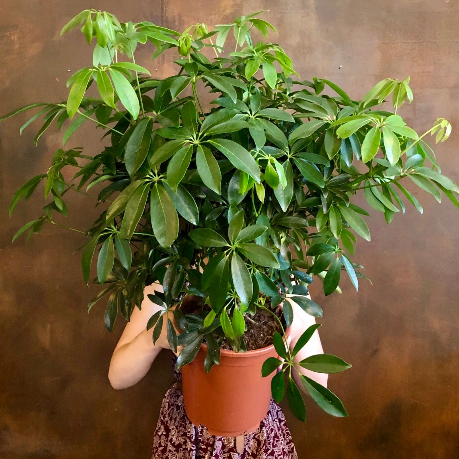Schefflera grow urban.
