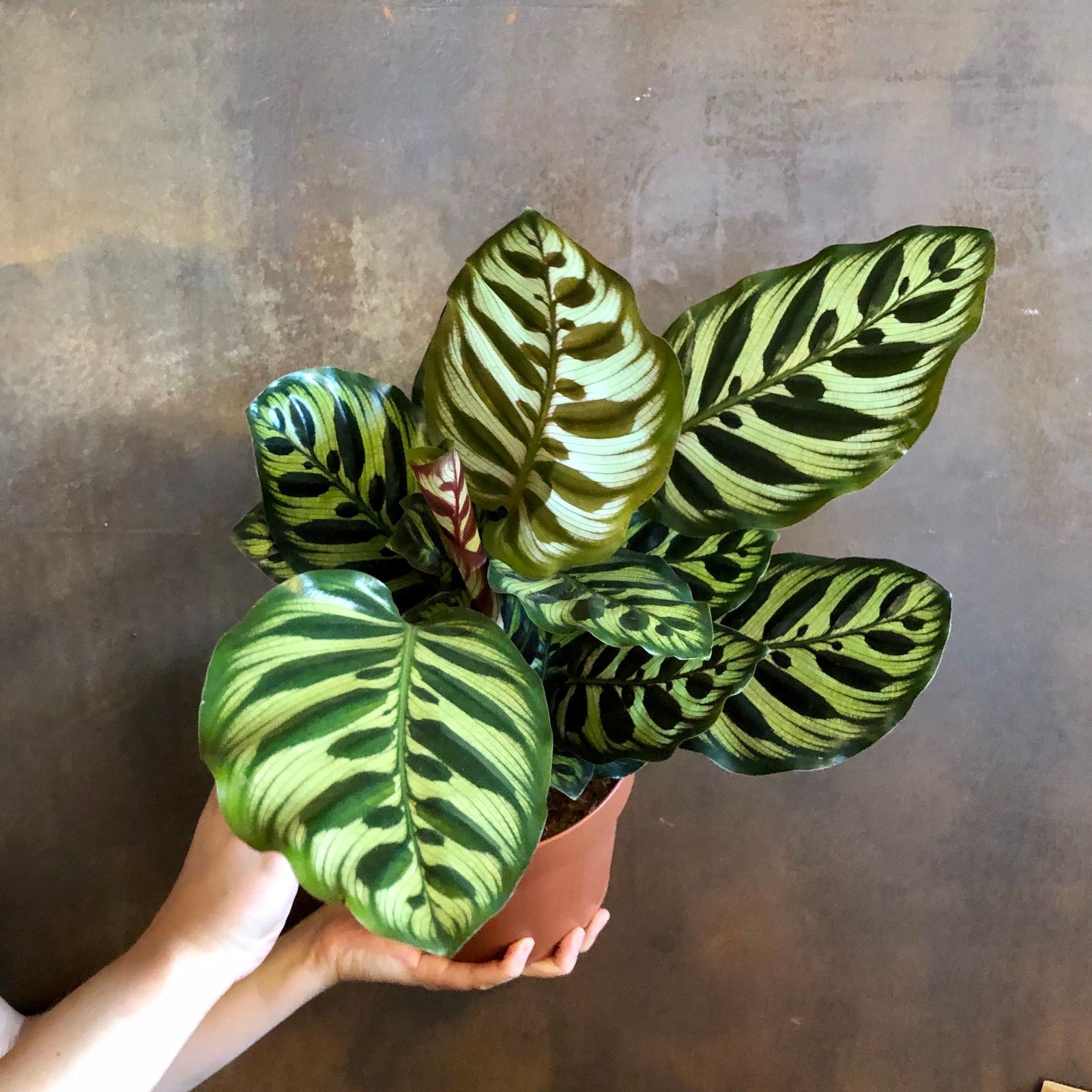 Calathea makoyana grow urban.