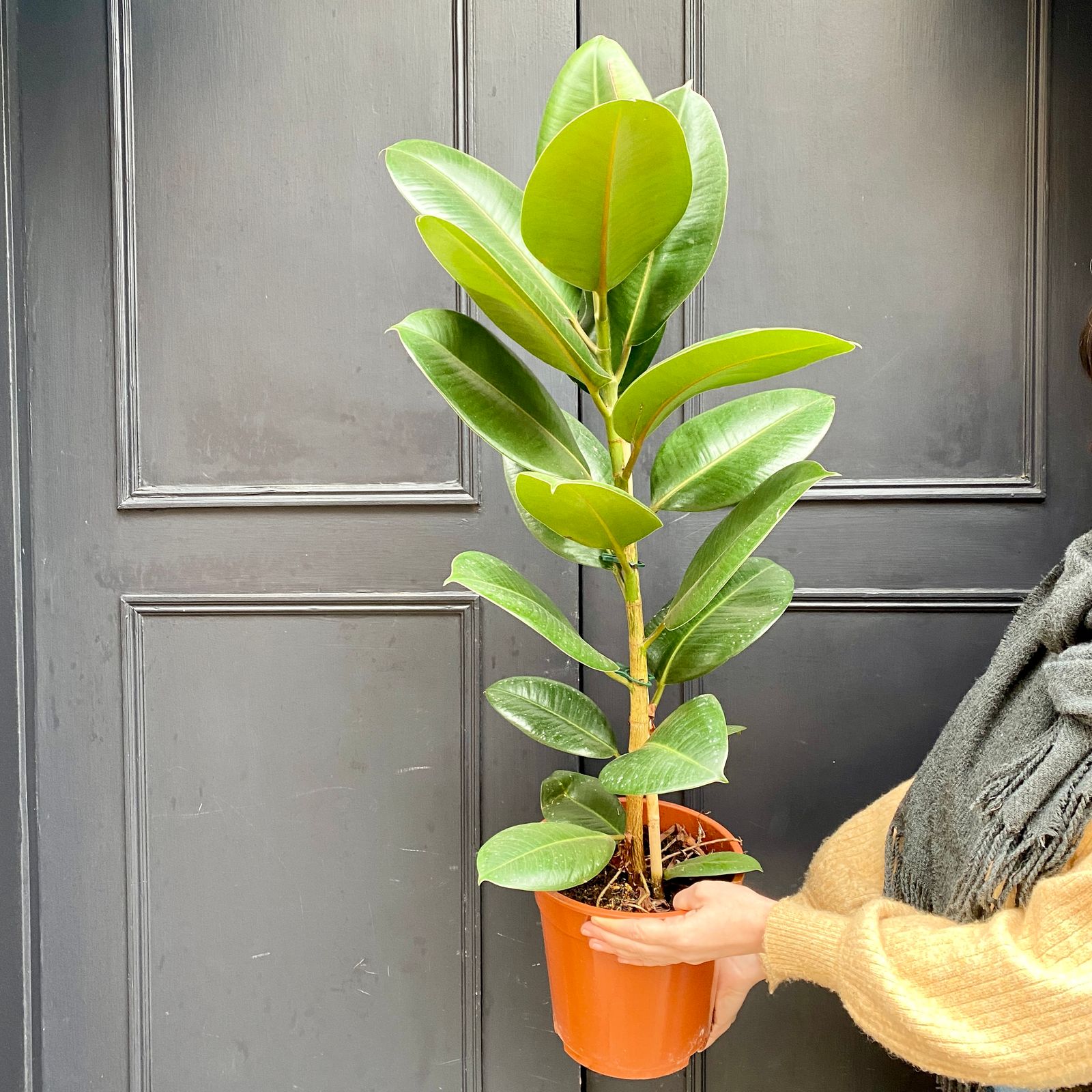 Ficus Elastica Robusta Cm Pot Grow Urban