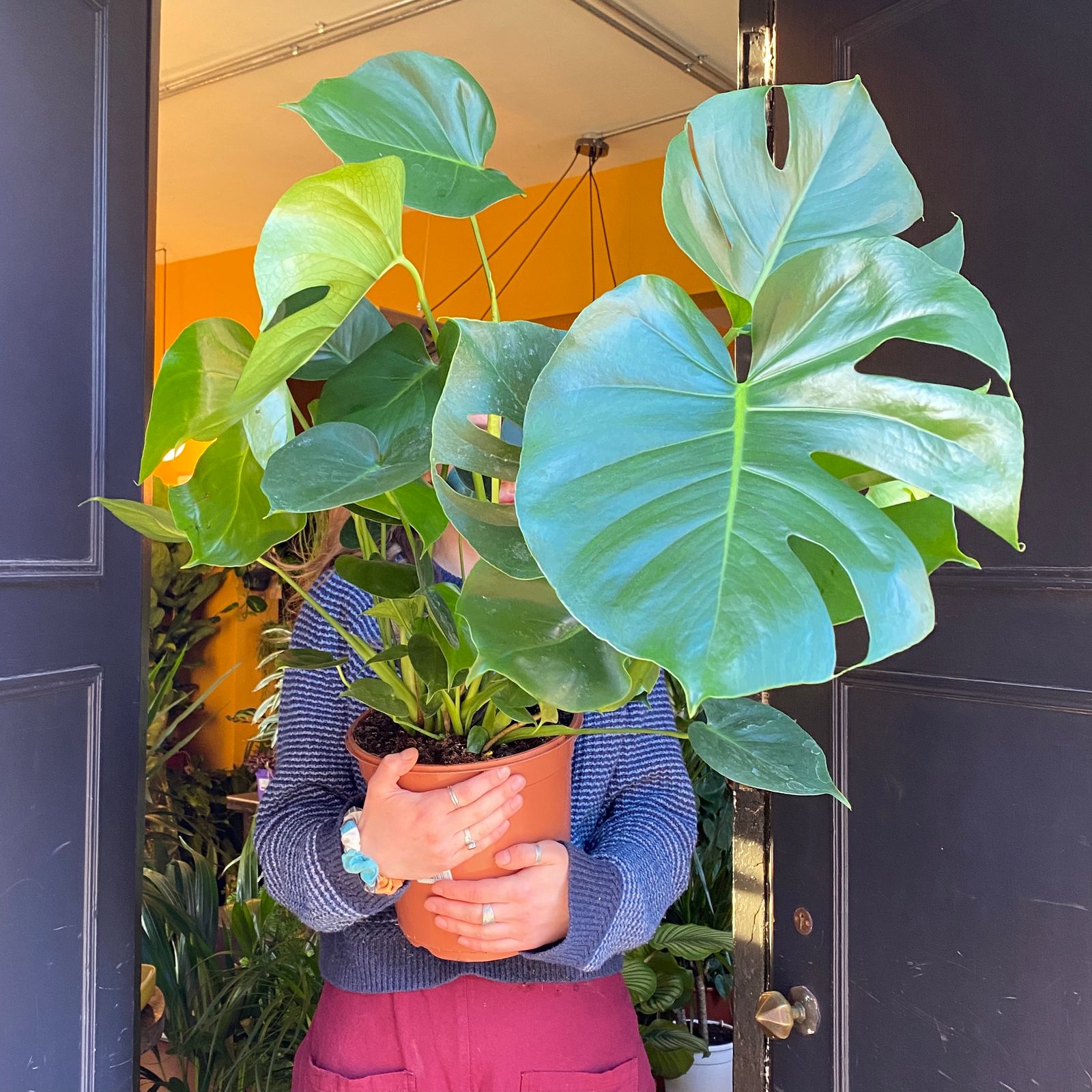 Monstera deliciosa (24cm pot) grow urban.