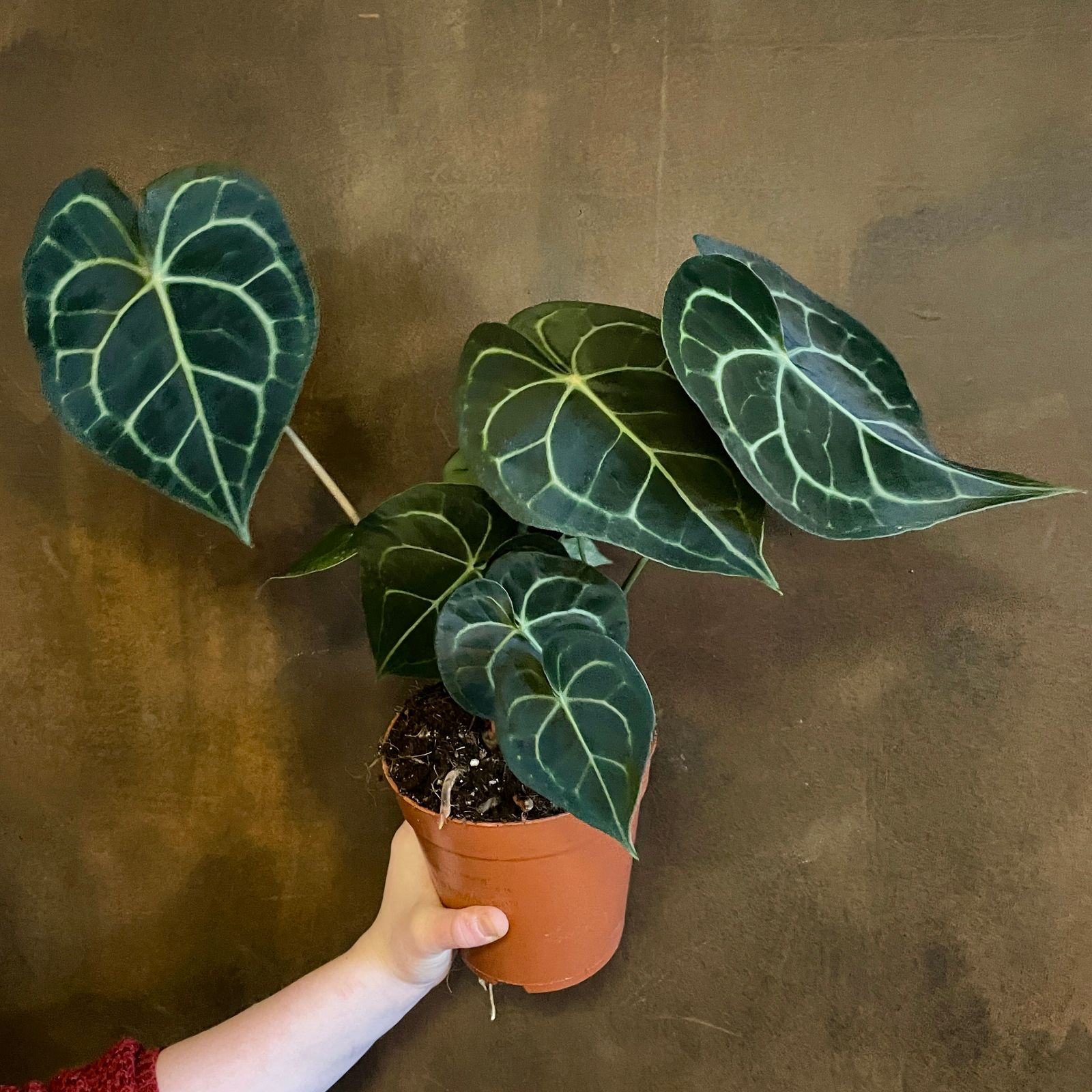 Anthurium clarinervium grow urban.