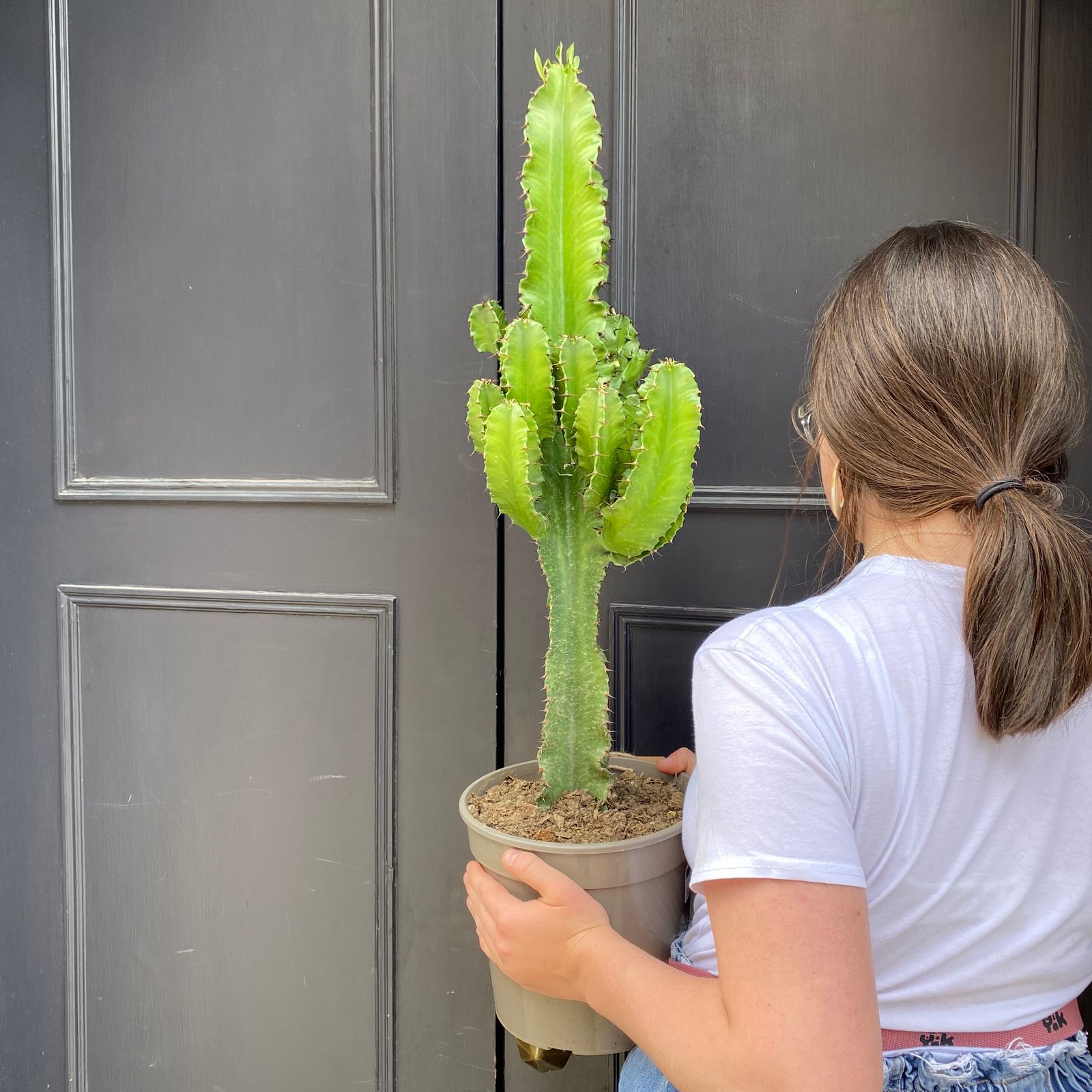 Euphorbia eritrea grow urban.