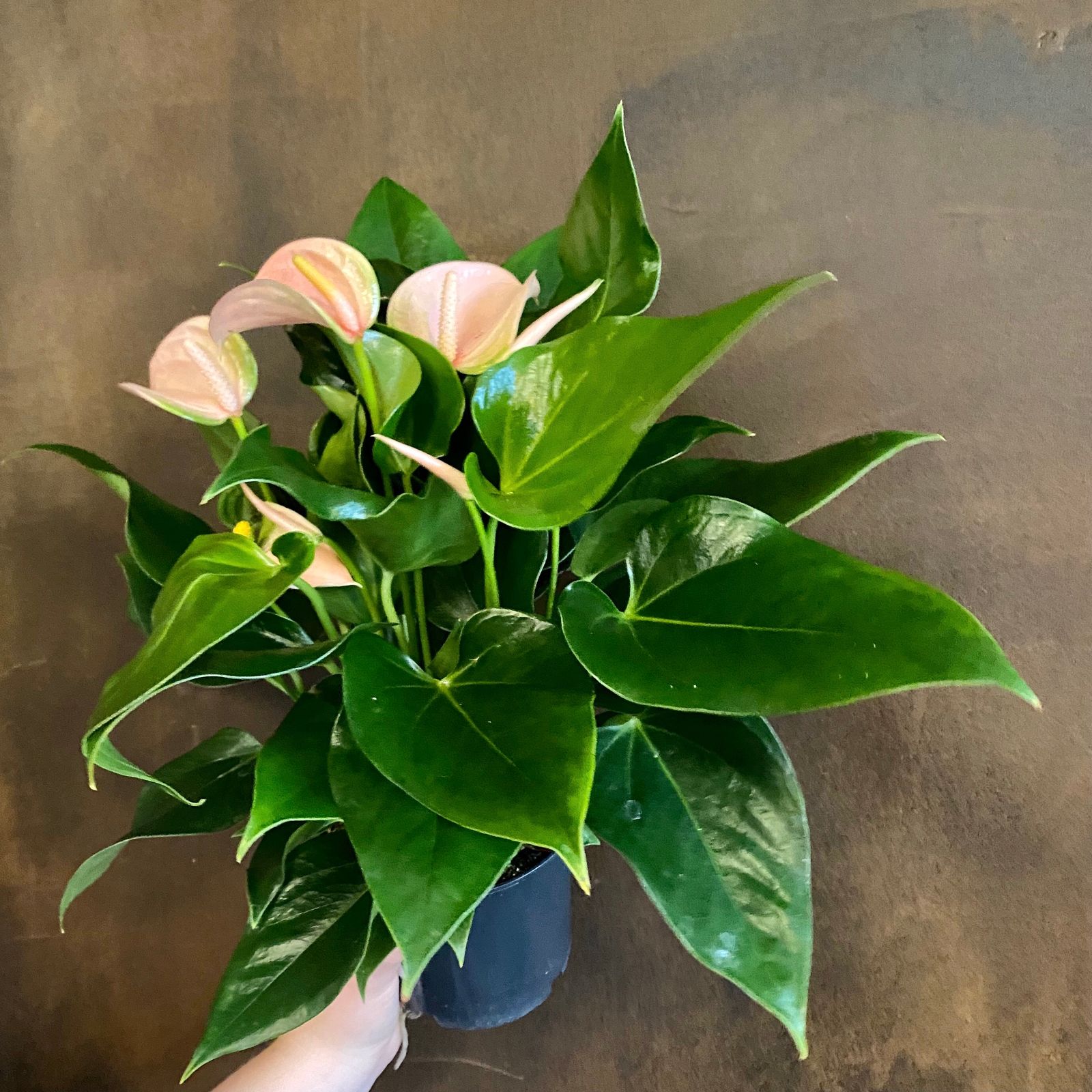 Anthurium ‘Joli Peach’ - grow urban.