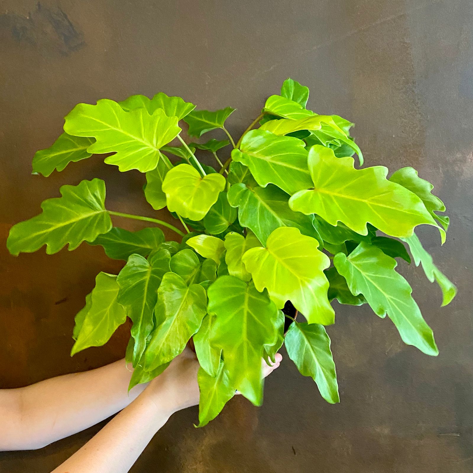 Philodendron ‘Golden Xanadu’ grow urban.
