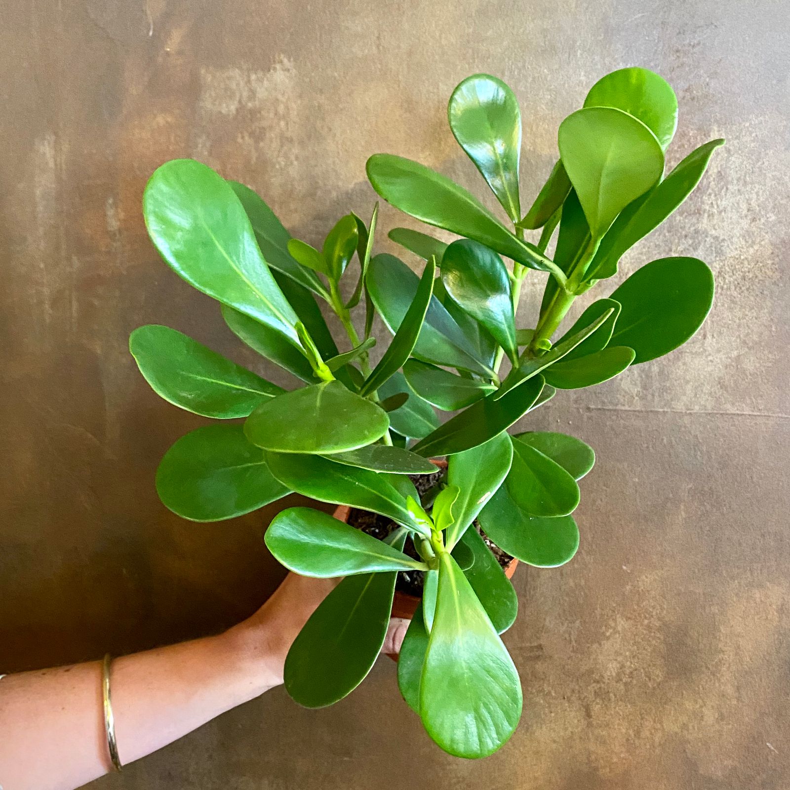 Clusia rosea 'Green Magic' - grow urban.