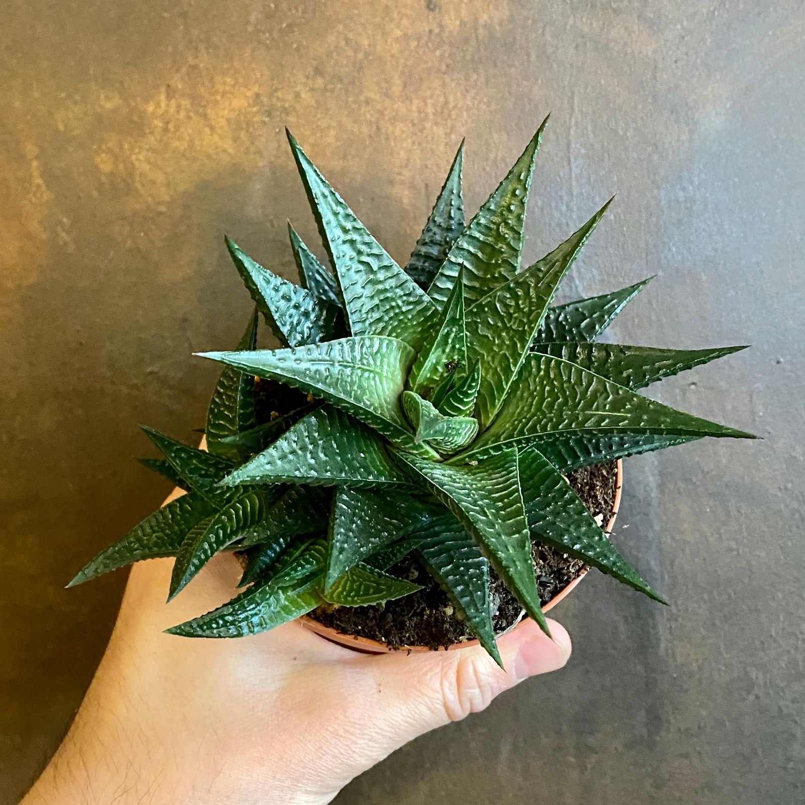 Haworthia ‘Twister’ grow urban.