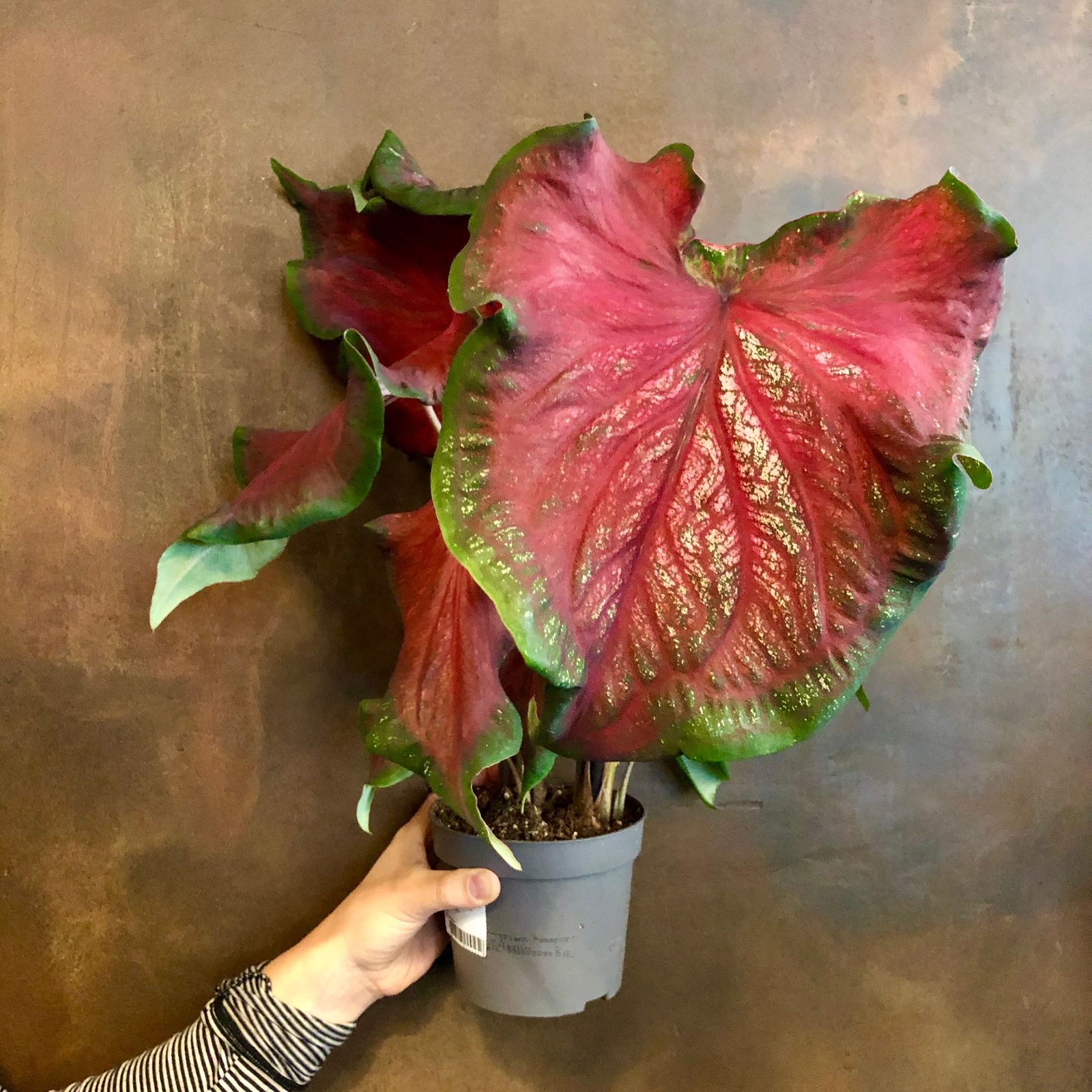 Caladium 'Red Ruffles' - grow urban.