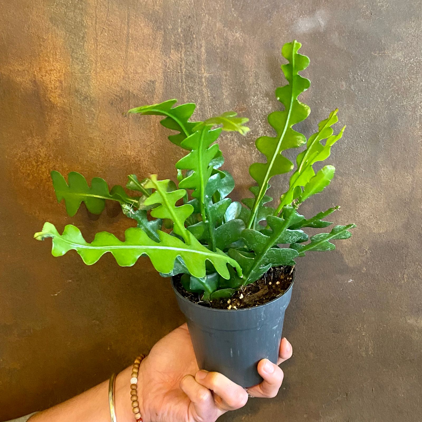 Epiphyllum anguliger (12cm pot) grow urban.