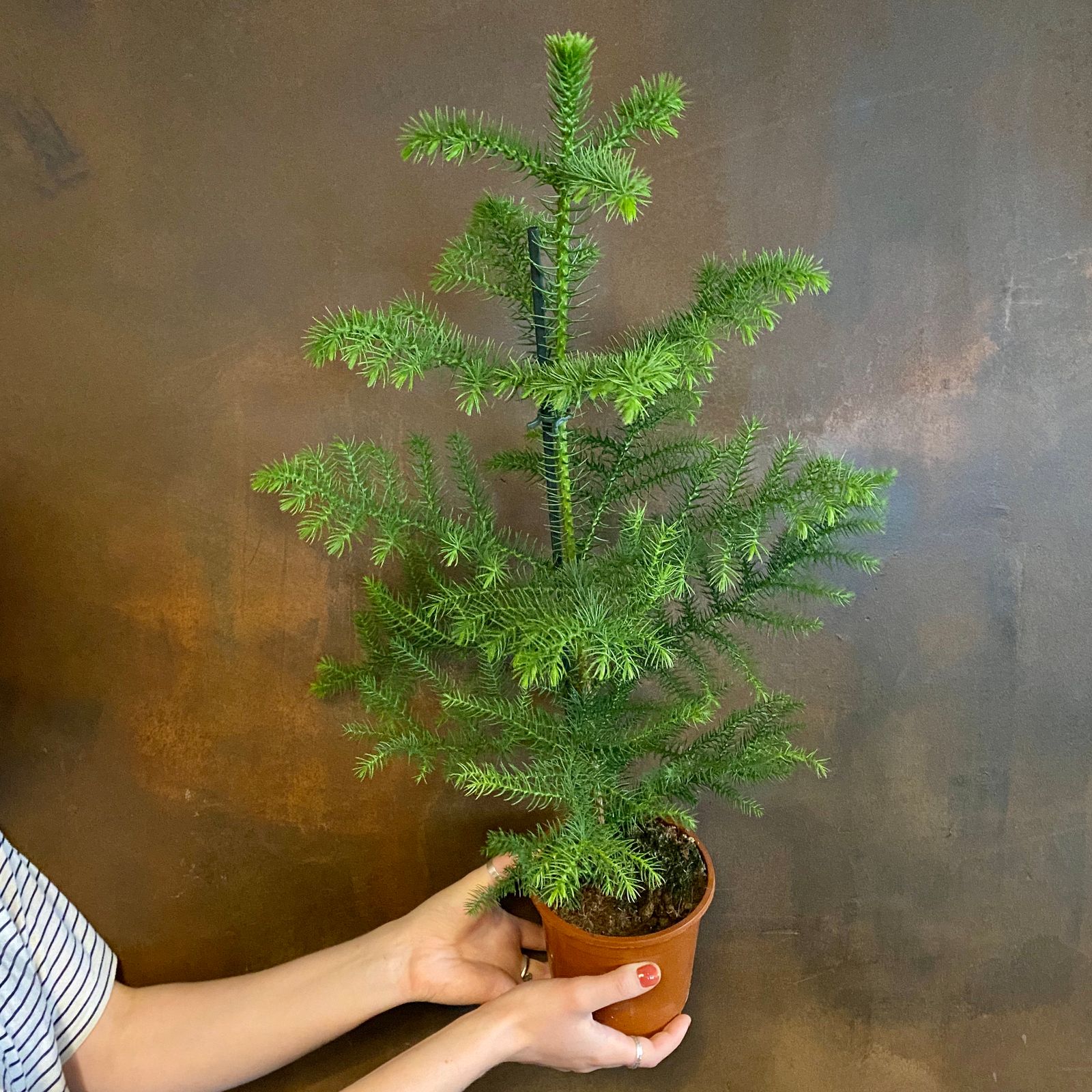 Araucaria heterophylla (14cm pot) grow urban.