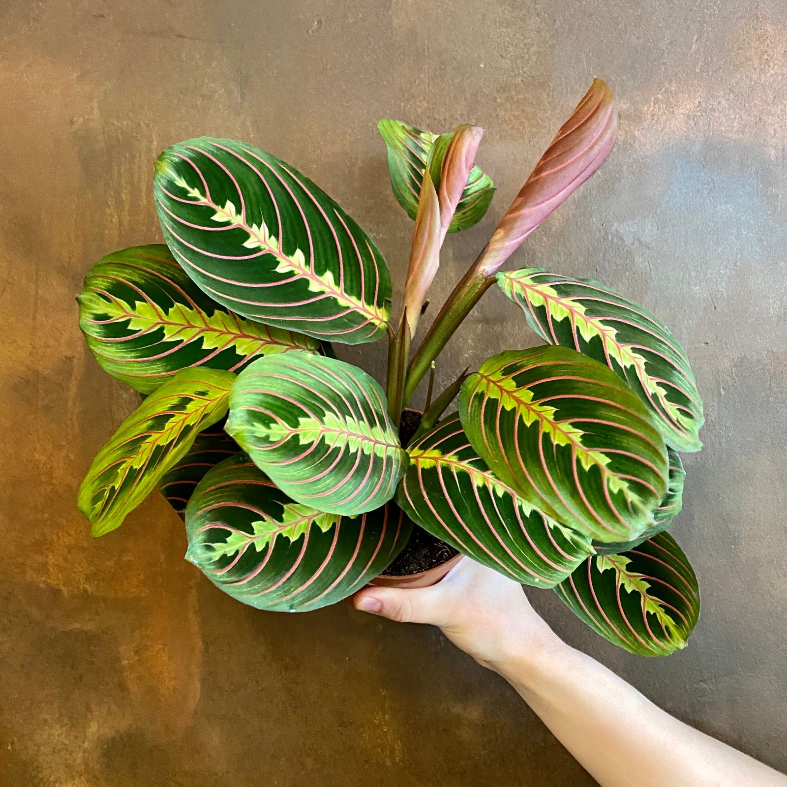 Maranta ‘Fascinator’ - grow urban.