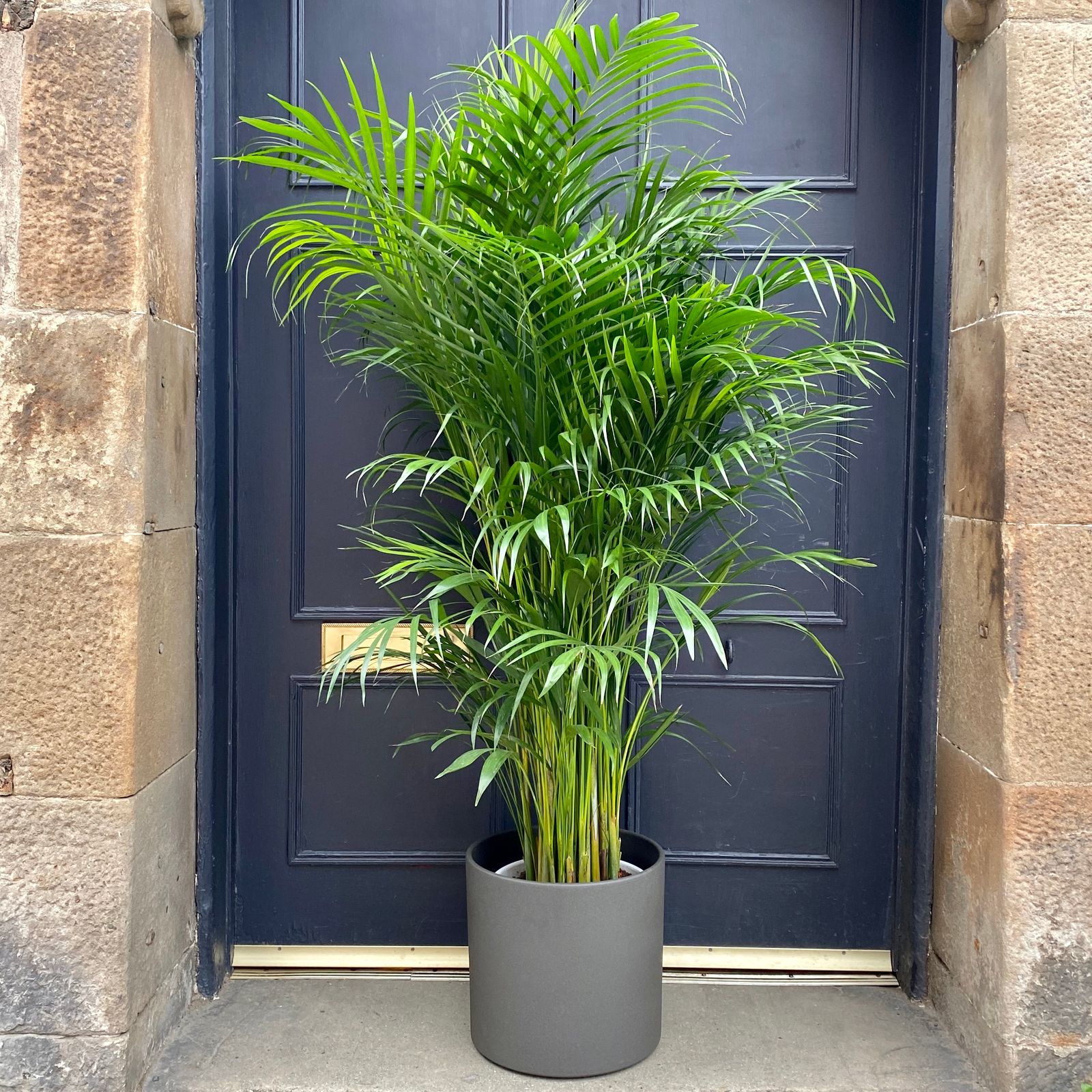 Dypsis lutescens (27cm pot) grow urban.
