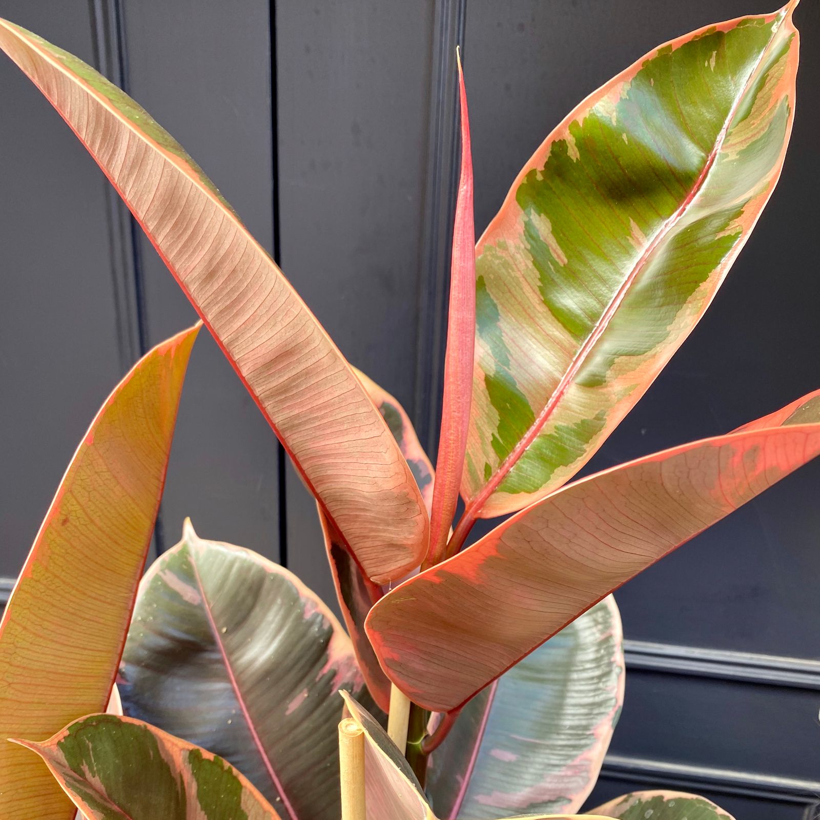Ficus Elastica Belize 24cm Pot Grow Urban 