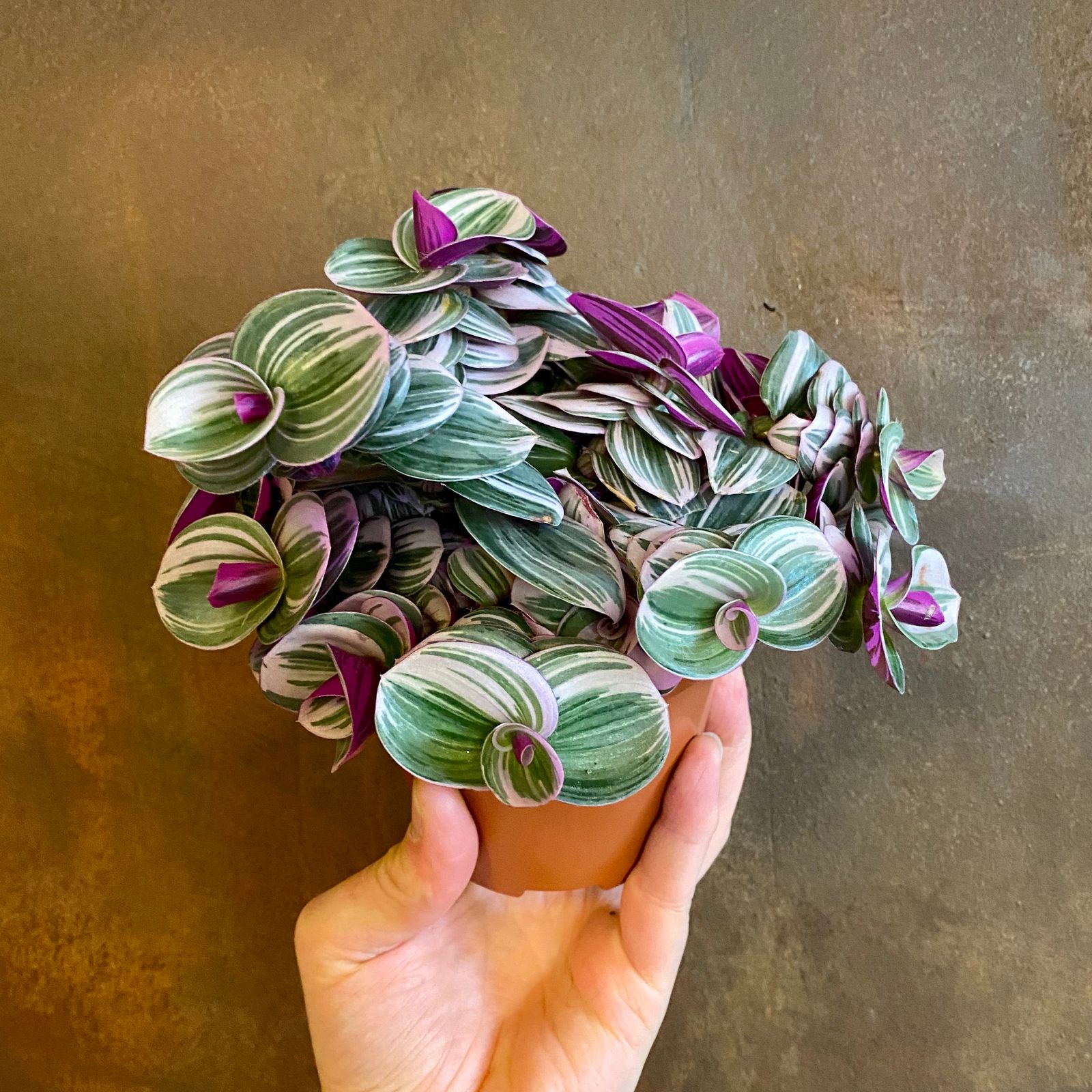 Tradescantia 'Nanouk' - grow urban.