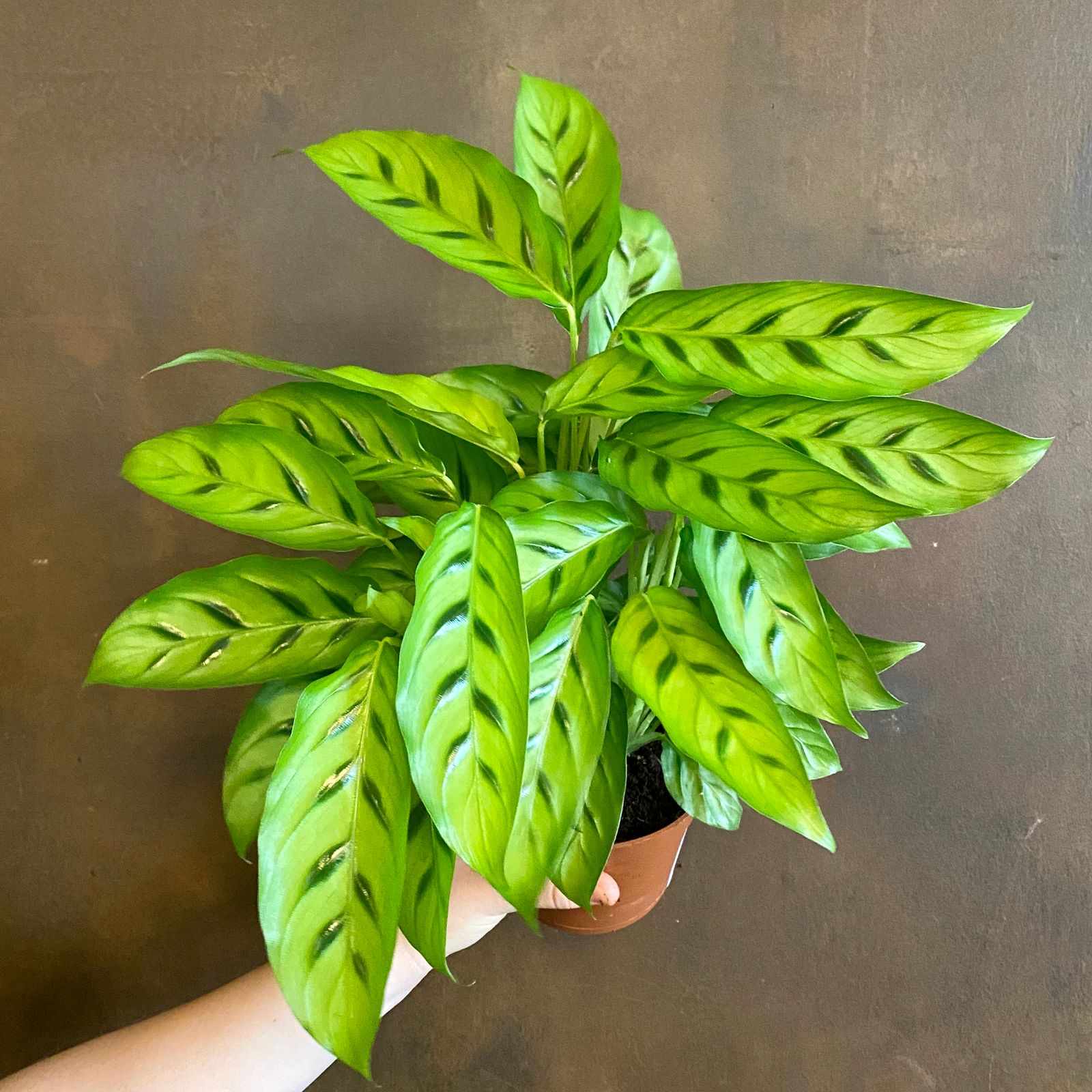 Calathea leopardina (12cm pot) - grow urban.