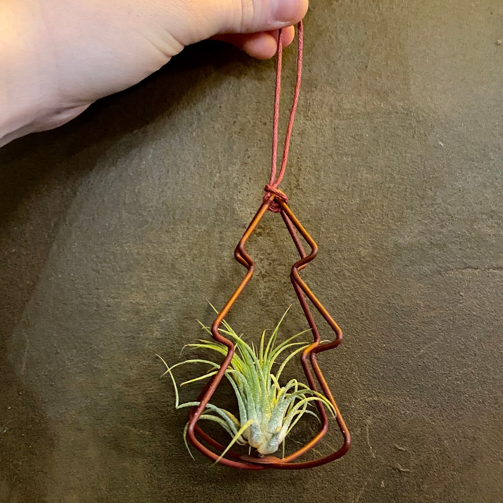 Air plant christmas tree