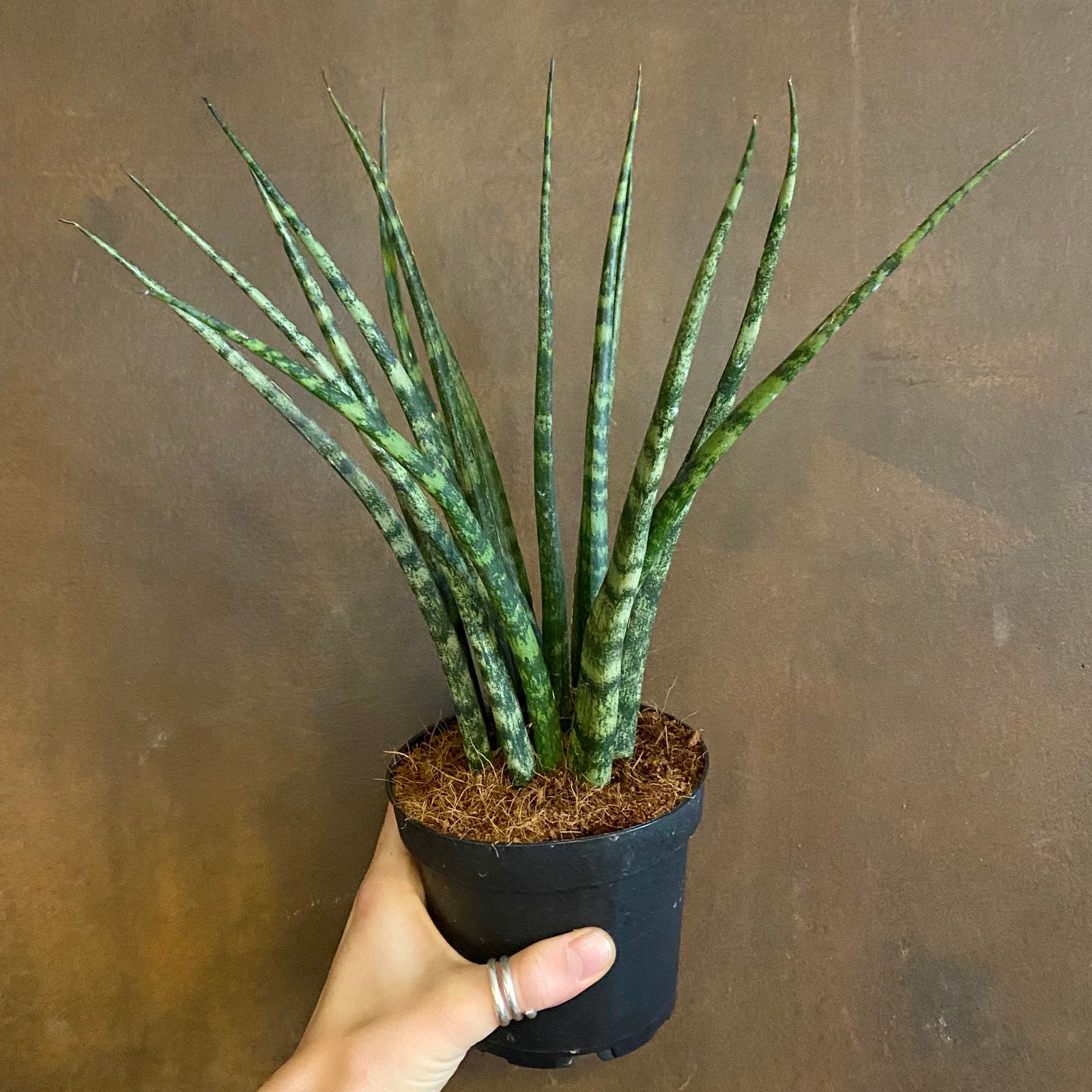 Sansevieria ‘fernwood 12cm Pot Grow Urban 