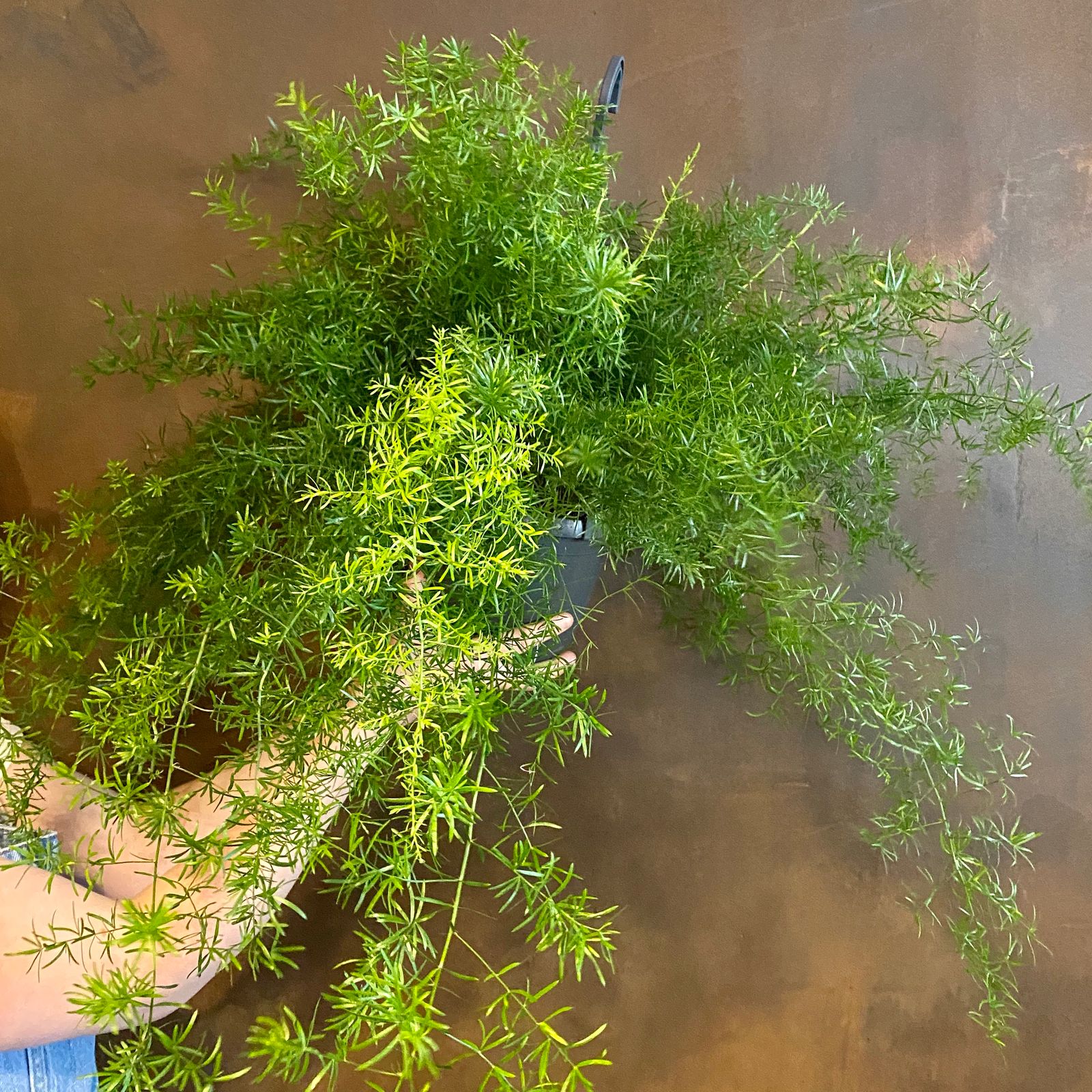 Asparagus ‘Sprengeri’ (hangpot) grow urban.