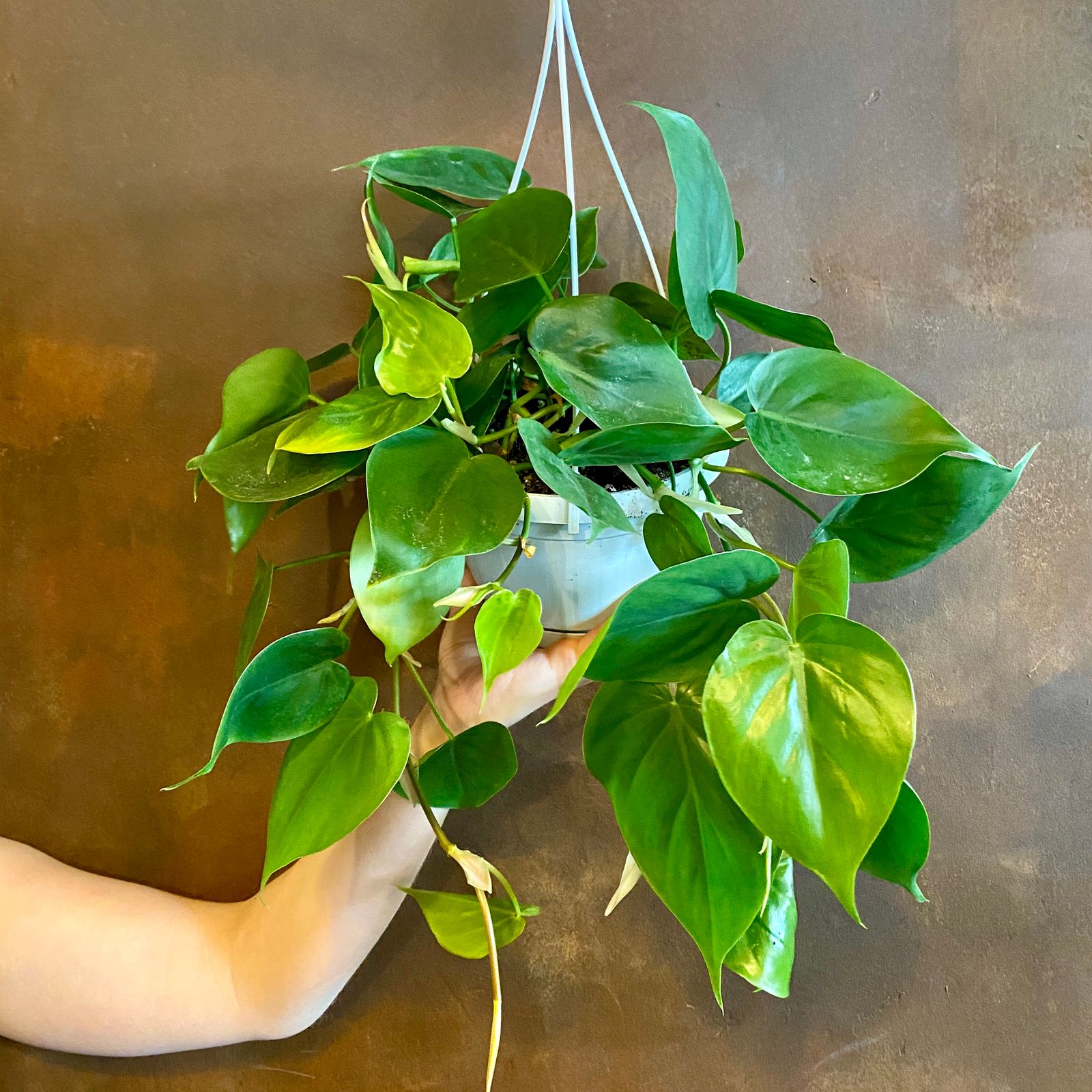 Philodendron scandens (hanging) - grow urban.