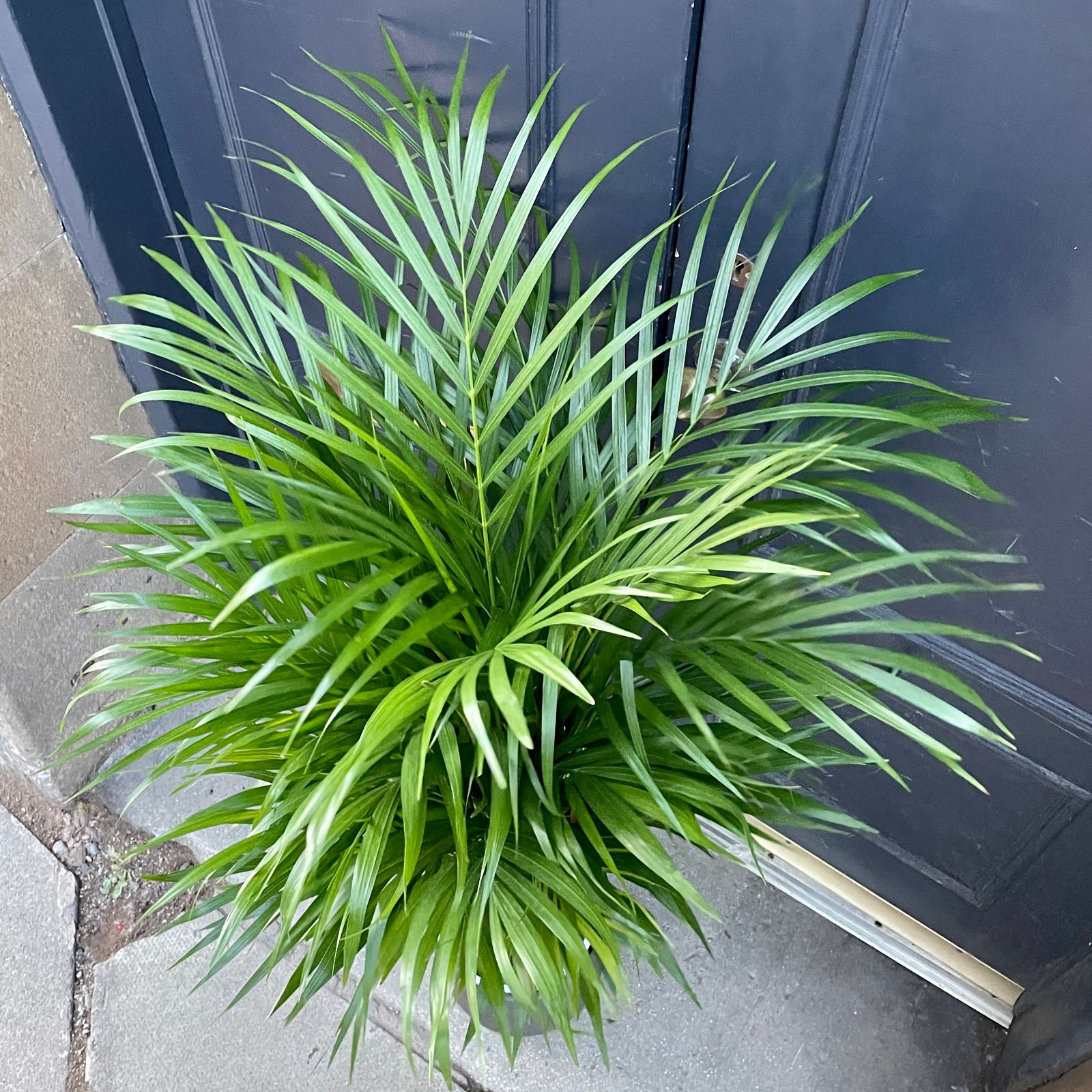 Dypsis Lutescens (21cm Pot) - Grow Urban.