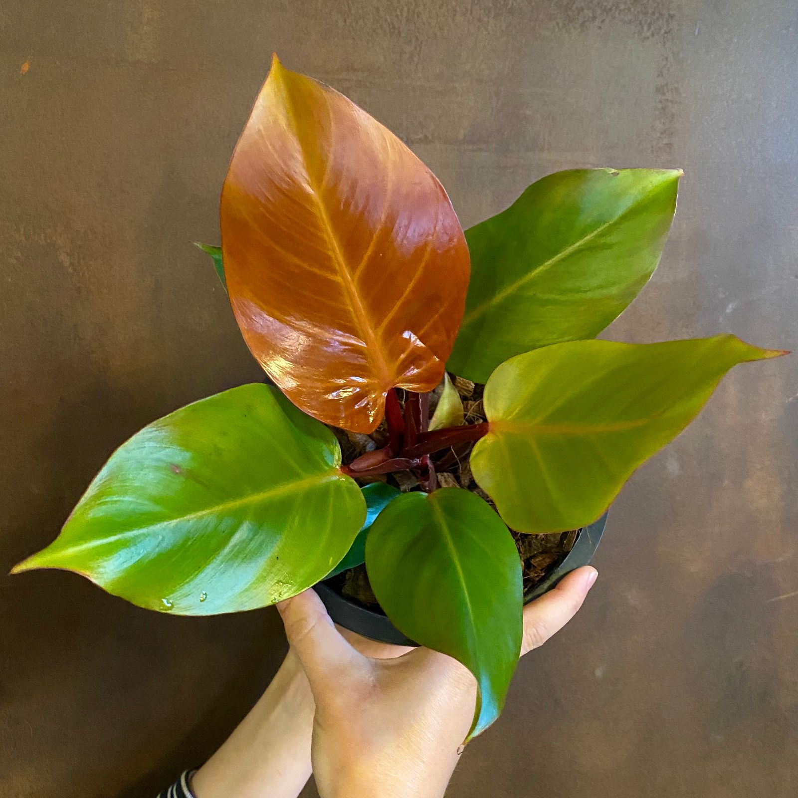 Philodendron ‘Prince of Orange’ grow urban.