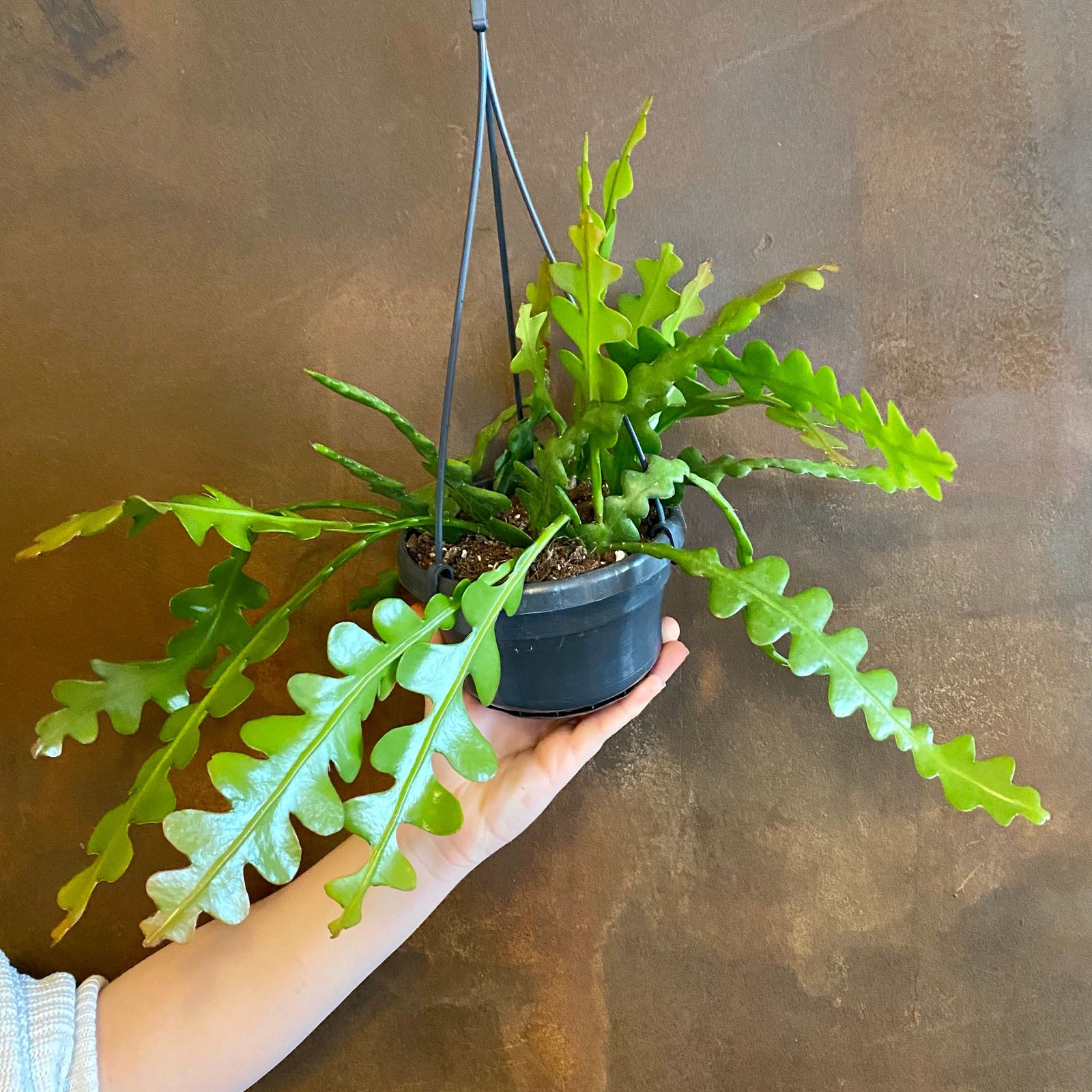 Epiphyllum anguliger grow urban.