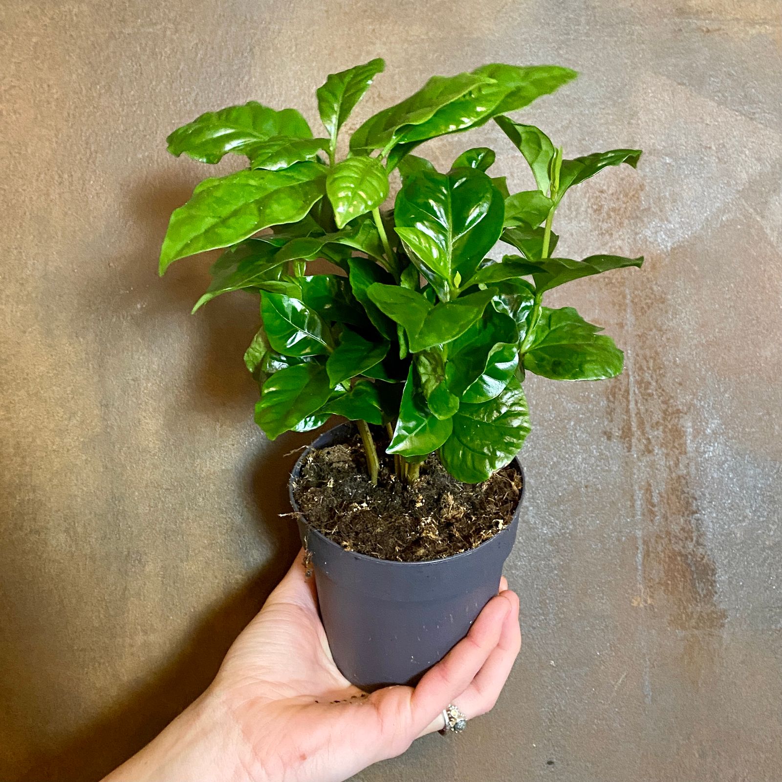 coffea-arabica-11cm-pot-grow-urban