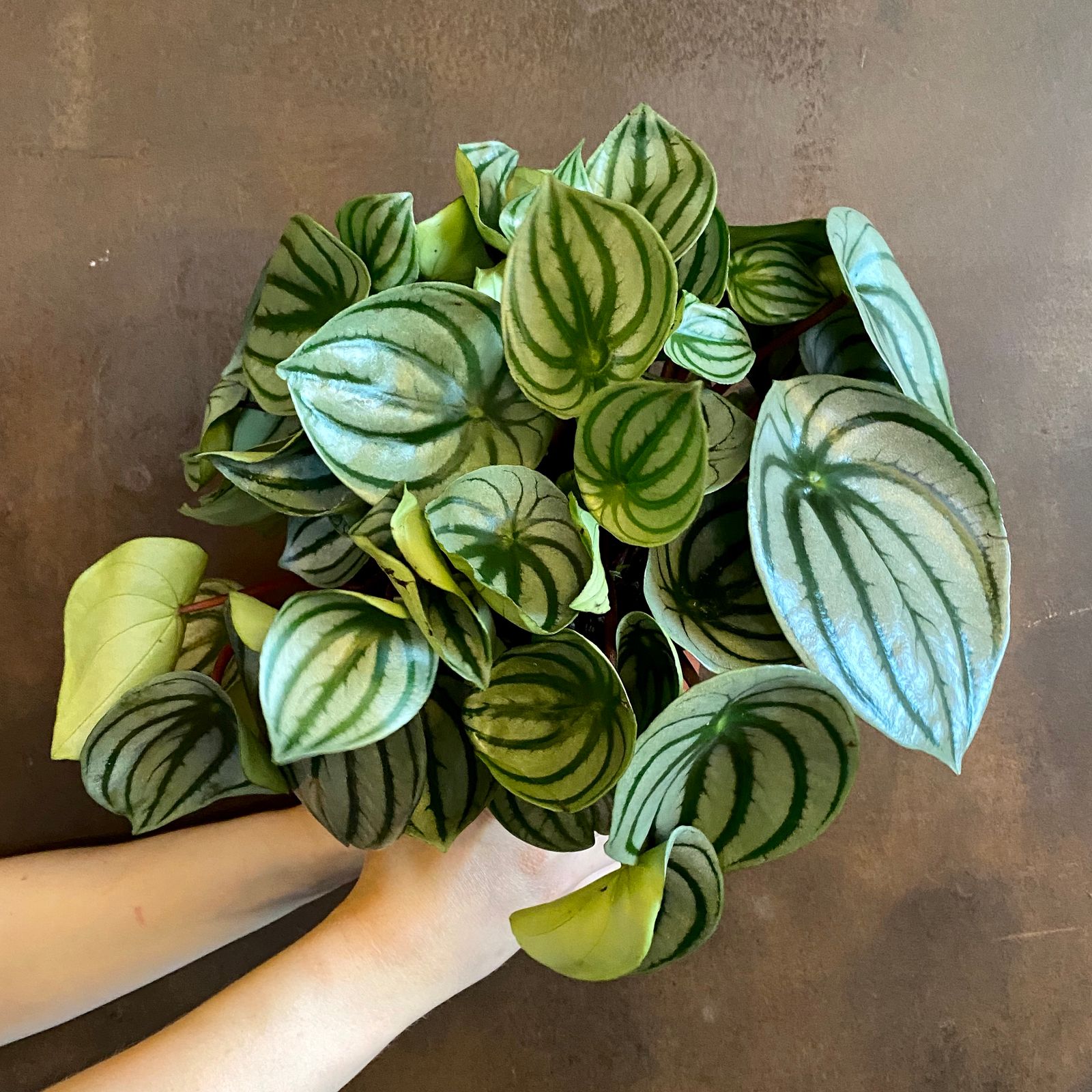 Peperomia argyreia - grow urban.