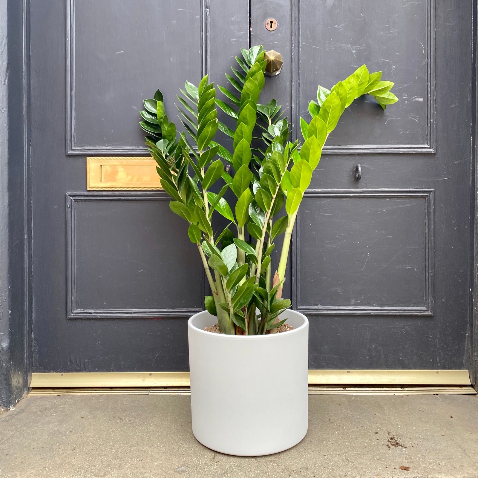 Zamioculcas zamifolia (24cm pot) grow urban.