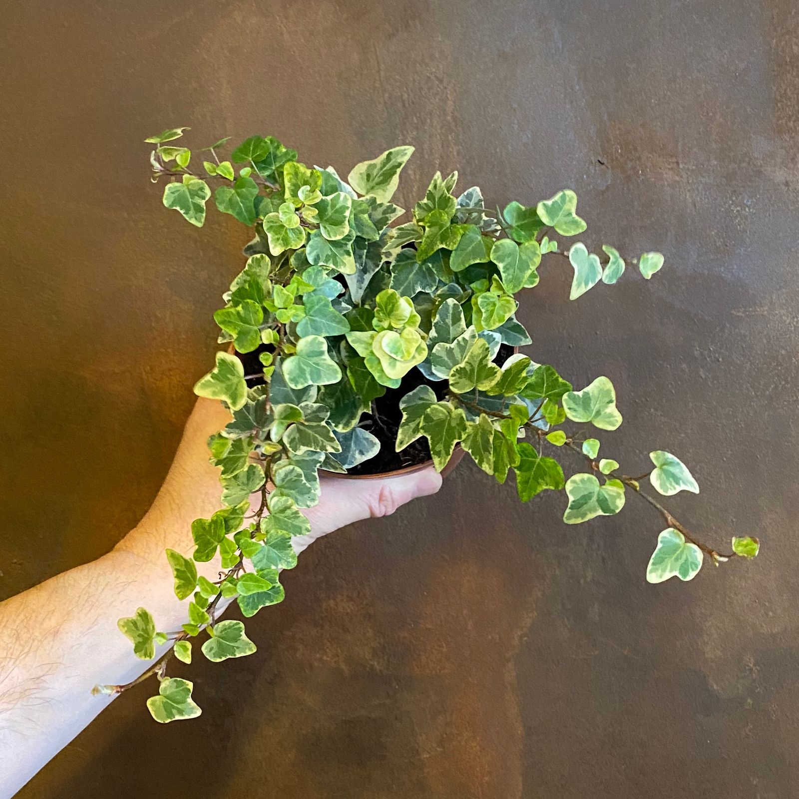 How To Plant Hedera Helix