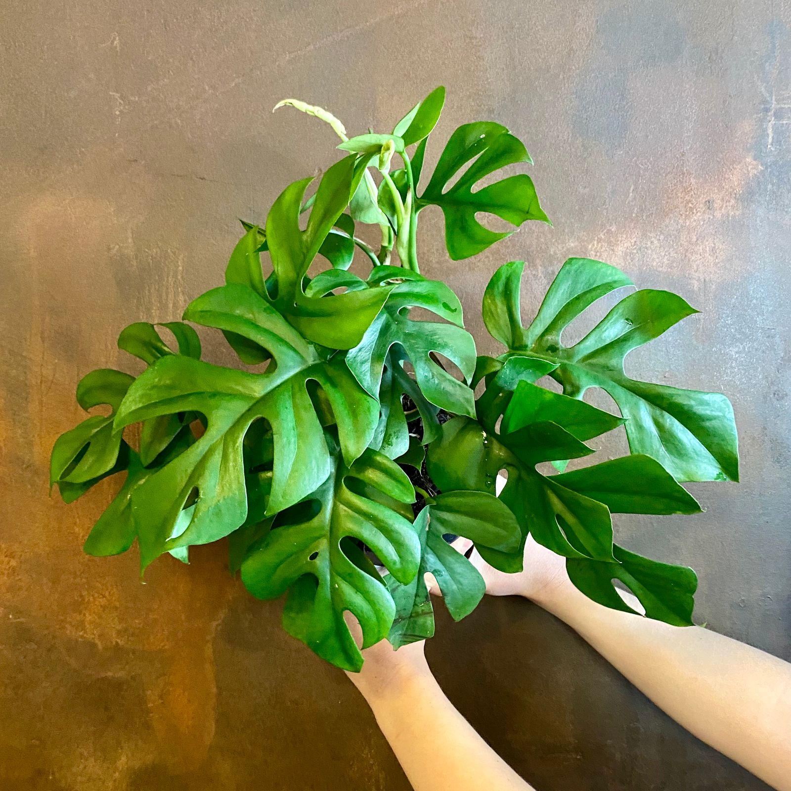 Rhaphidophora tetrasperma grow urban.