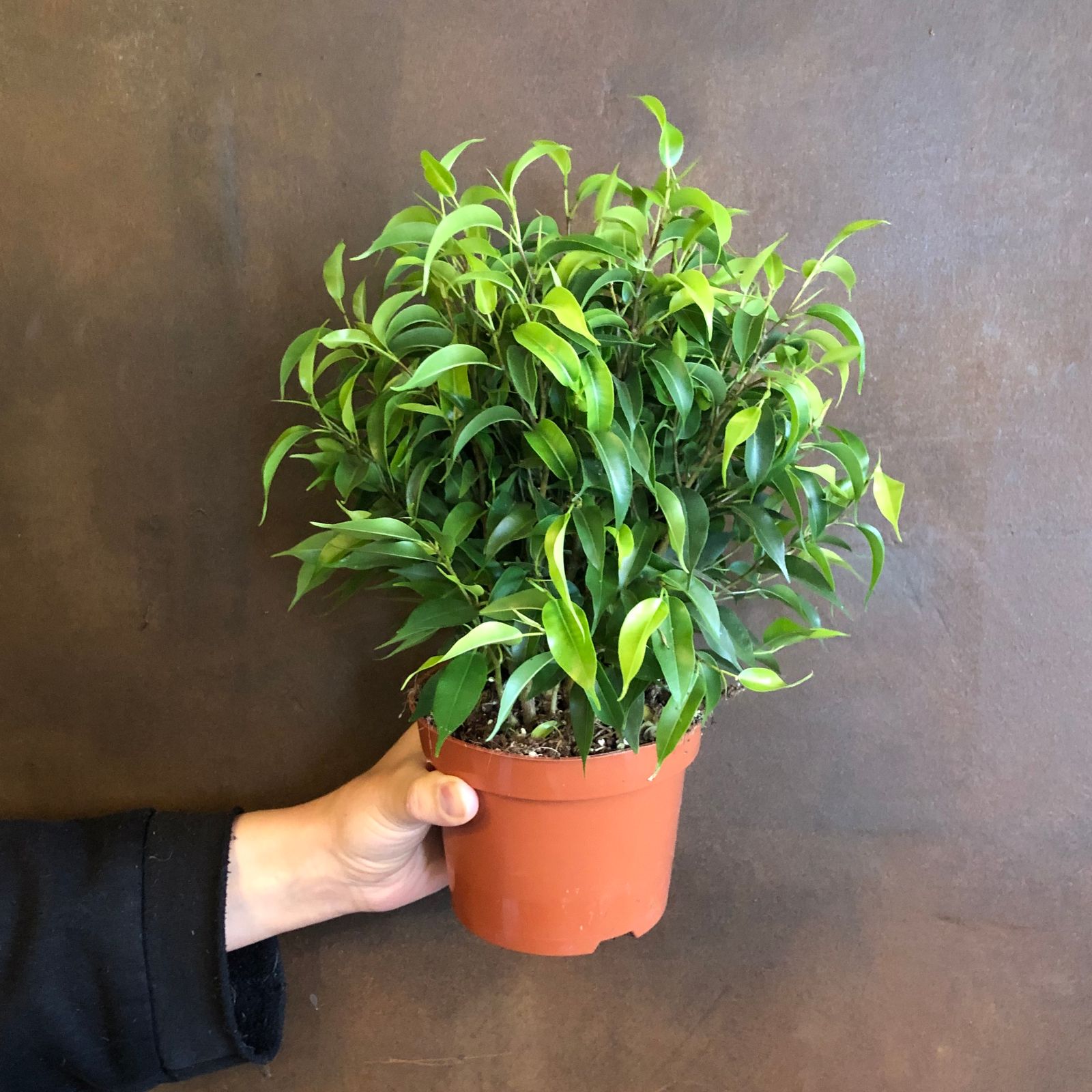 Ficus benjamina ‘Natasja’ grow urban.