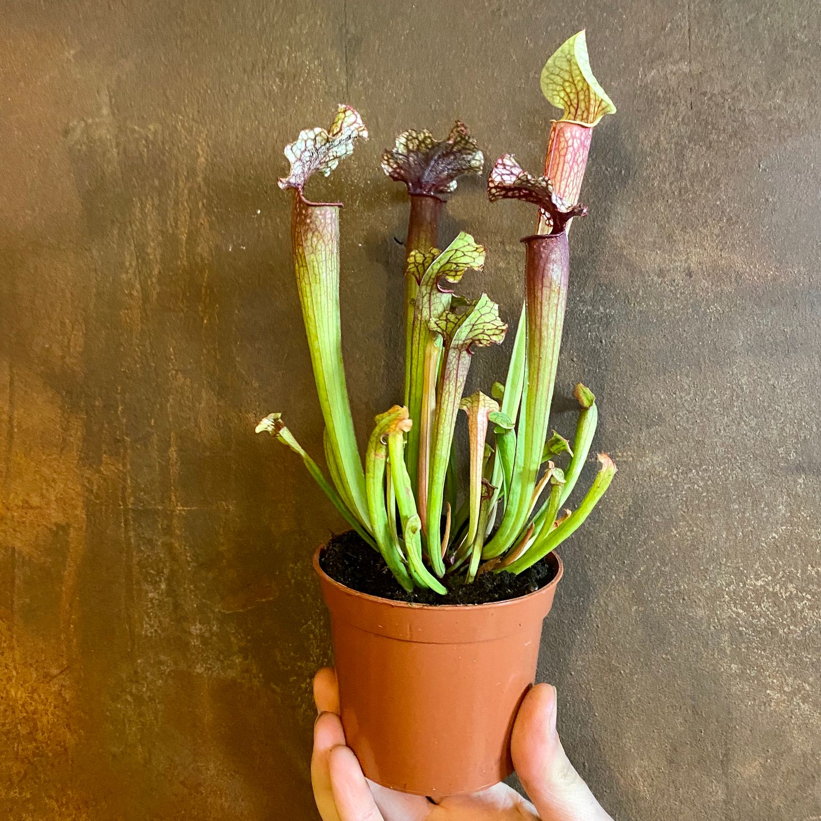 Sarracenia ‘Judith Hindle’ grow urban.