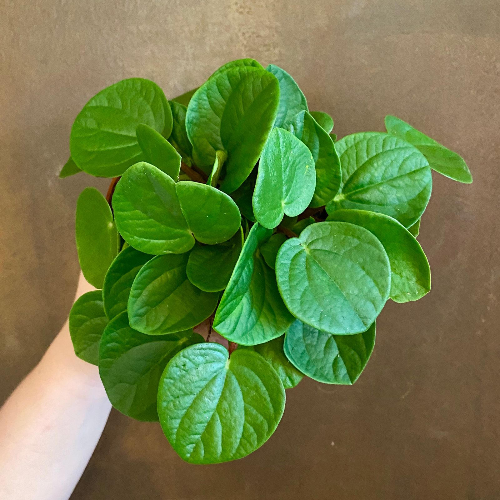 Peperomia Rana Verde Variegata