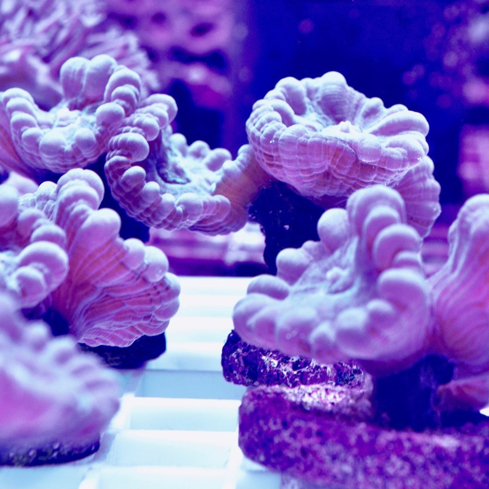 Candy Cane Coral Frag NewWave Aquatics