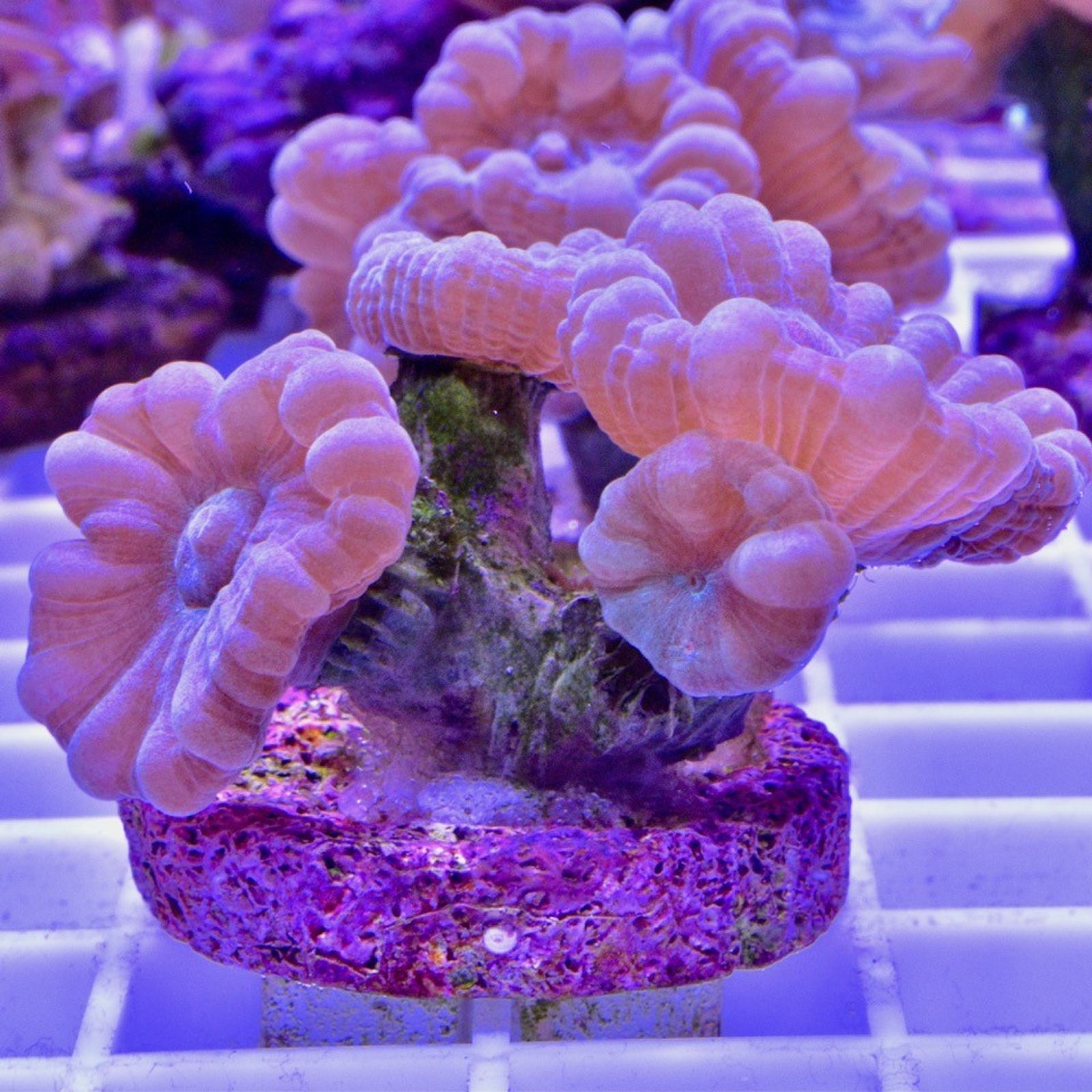 Candy Cane Coral Frag NewWave Aquatics