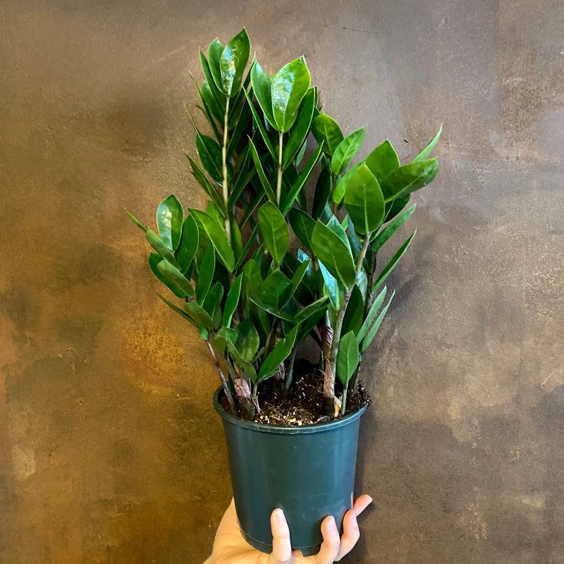 Zamioculcas zamifolia - grow urban.