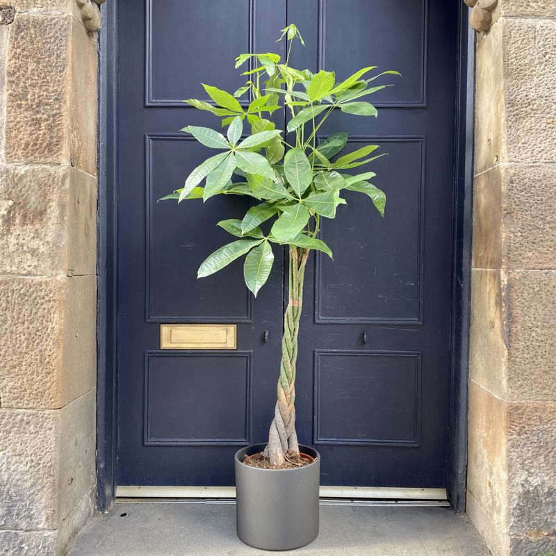 Pachira Aquatica 140cm Grow Urban pachira-aquatica-140cm-grow-urban