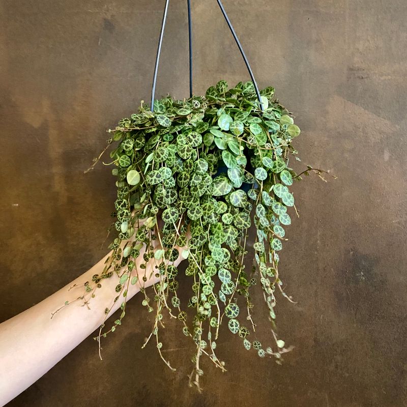 Trailing & Hanging Plants grow urban.