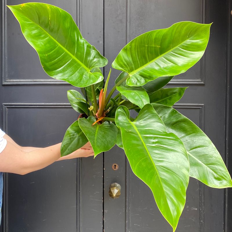 Philodendron ‘Millions’ - grow urban.